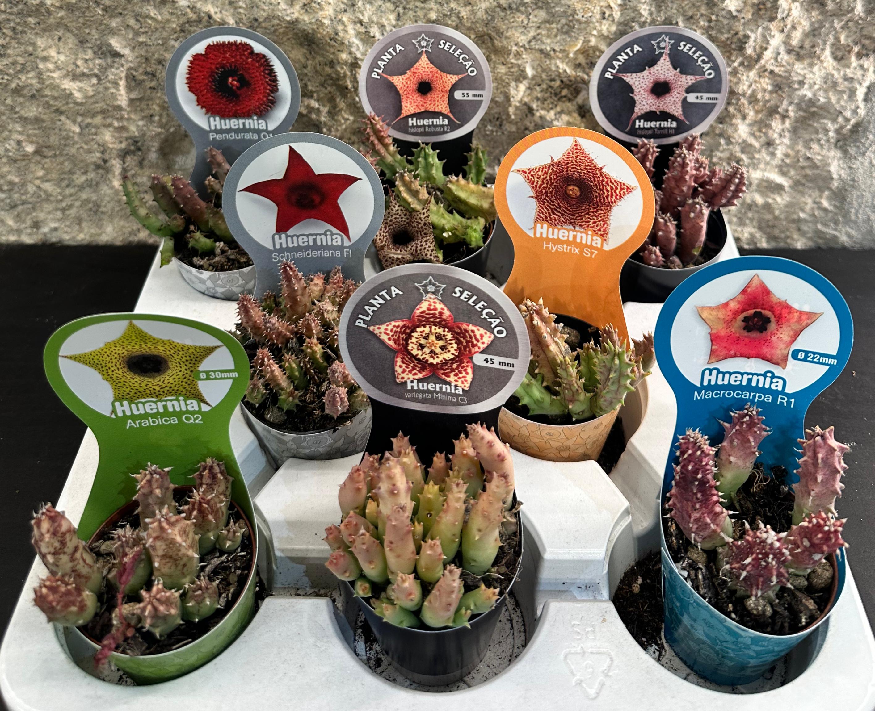 Seleção de 08 Huernia Mix 
