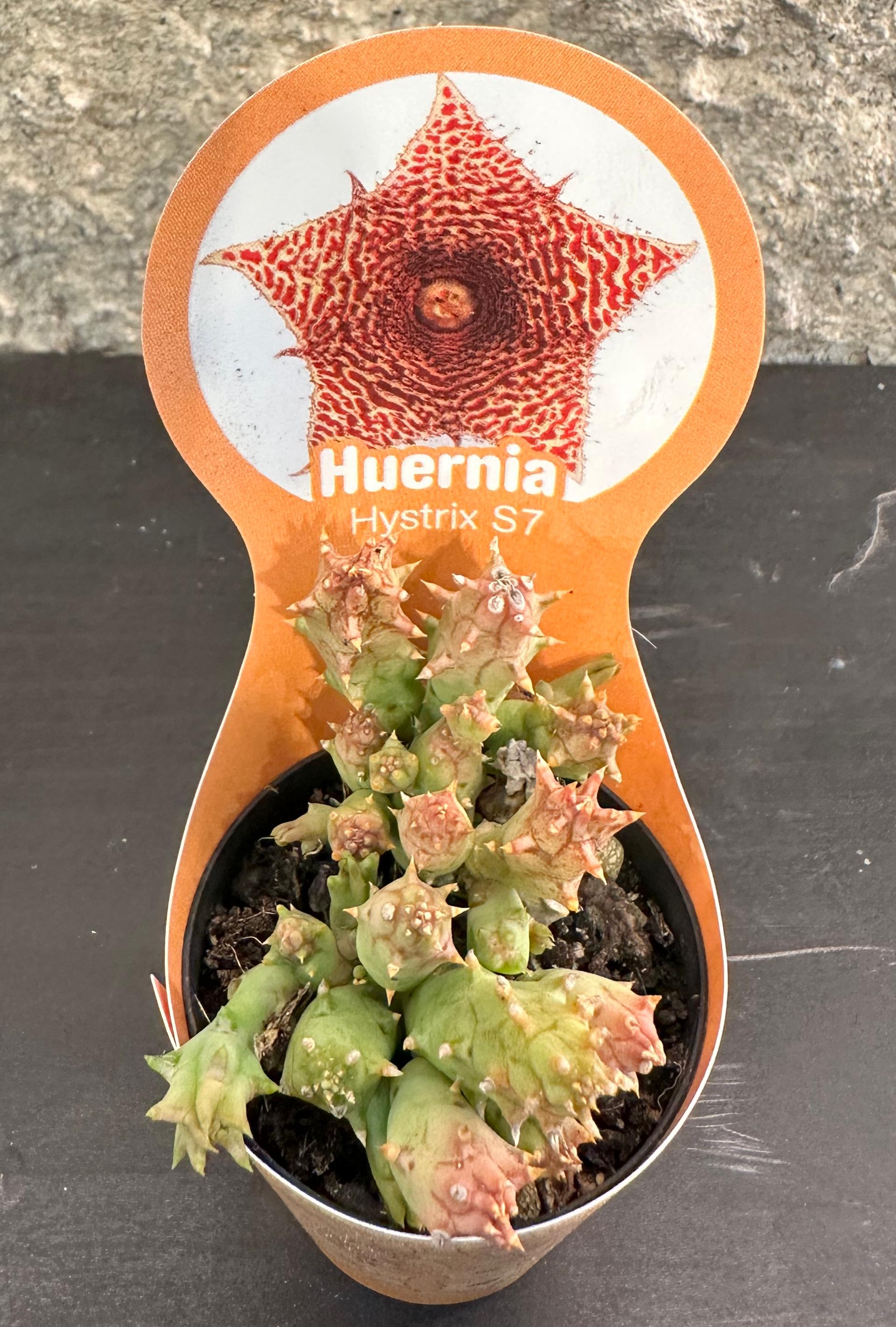 Huernia Hystrix 