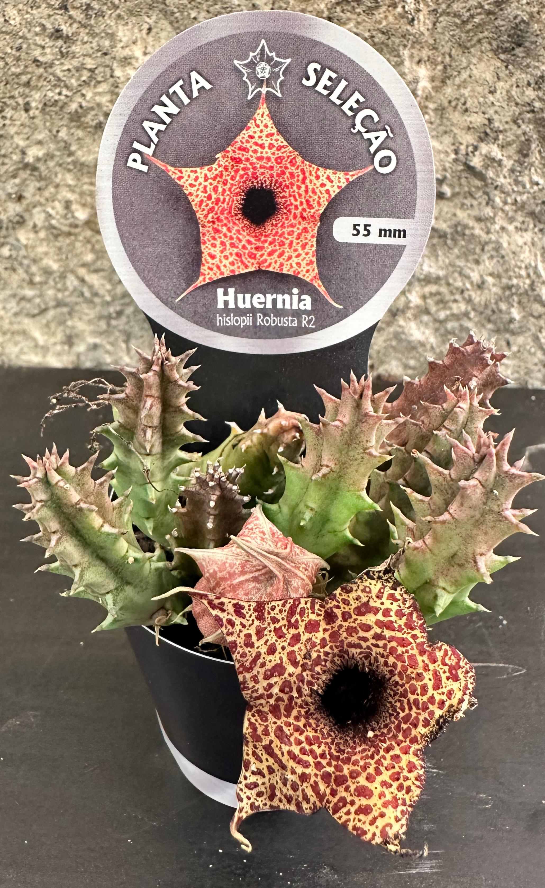 Huernia Hislopii Robusta 
