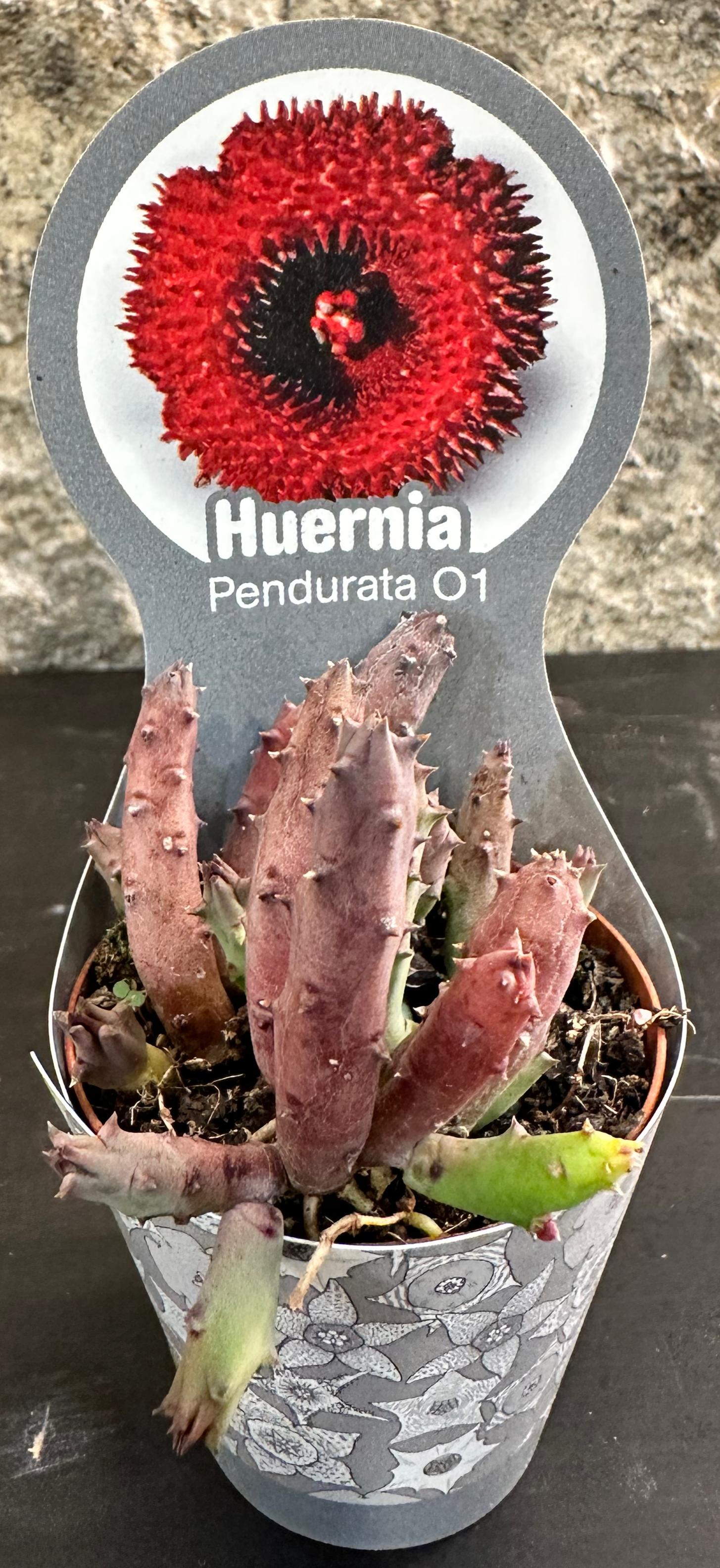 Huernia Pendurata