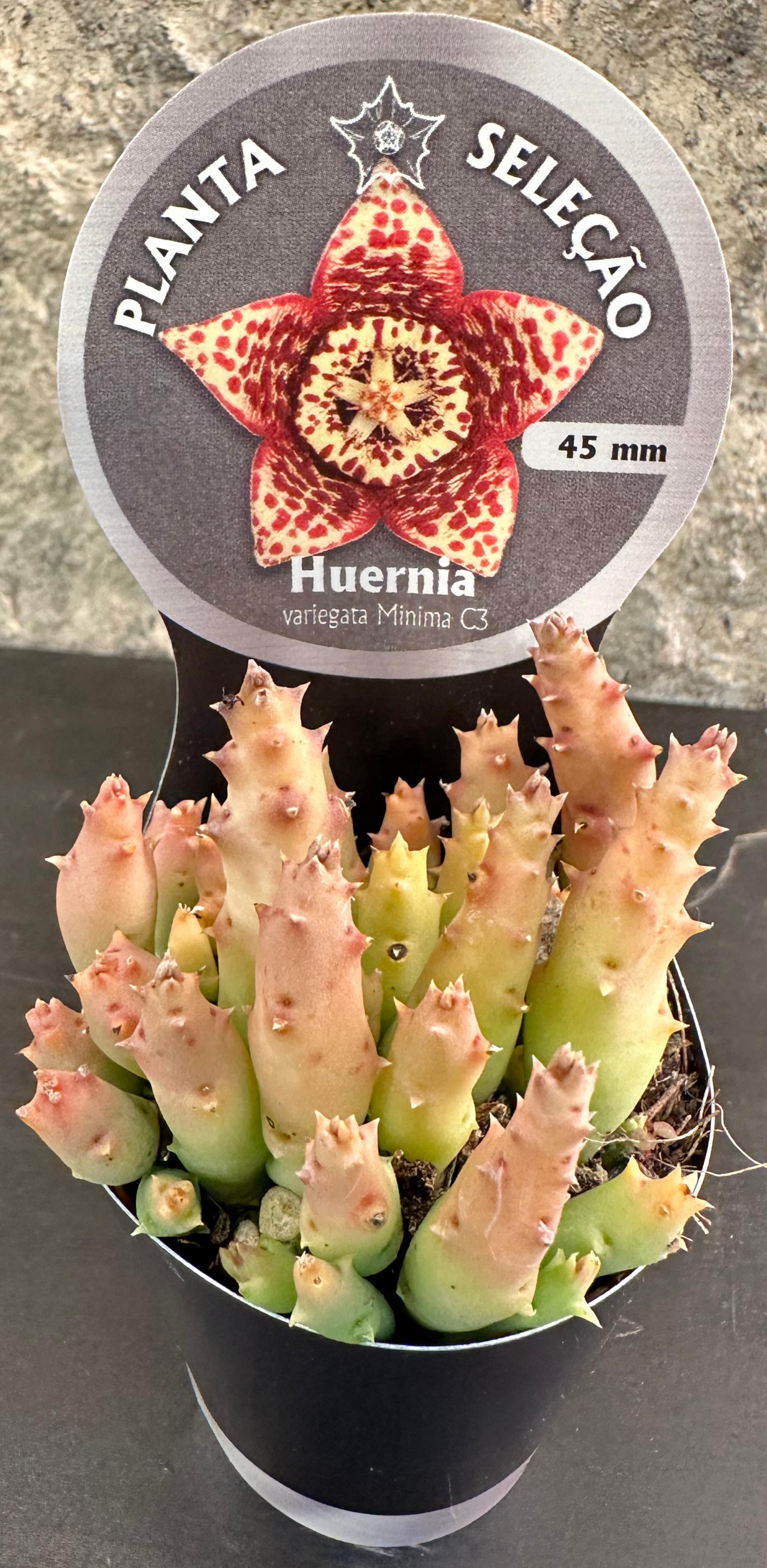 Huernia Variegata Minima