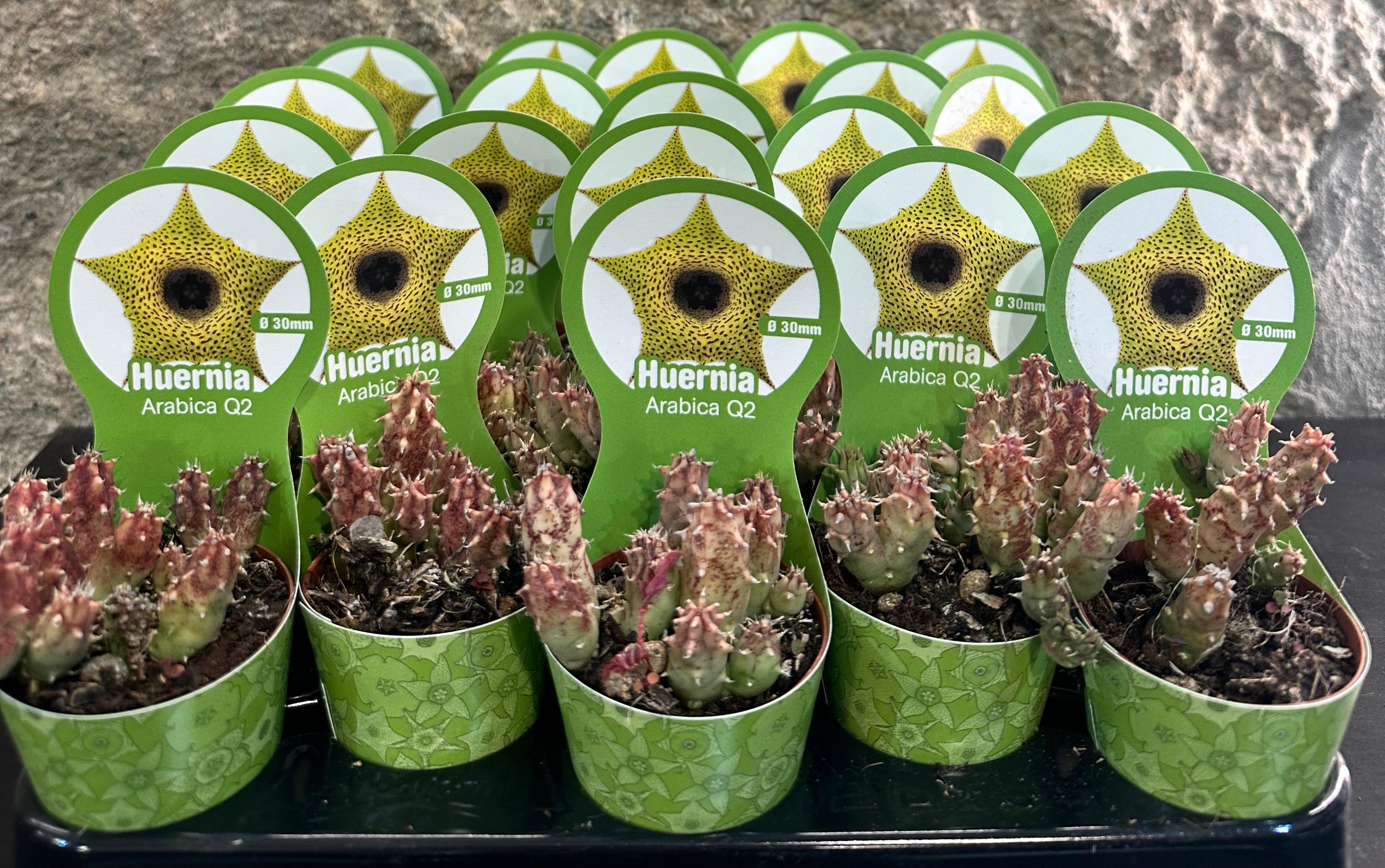 Huernia Arabica