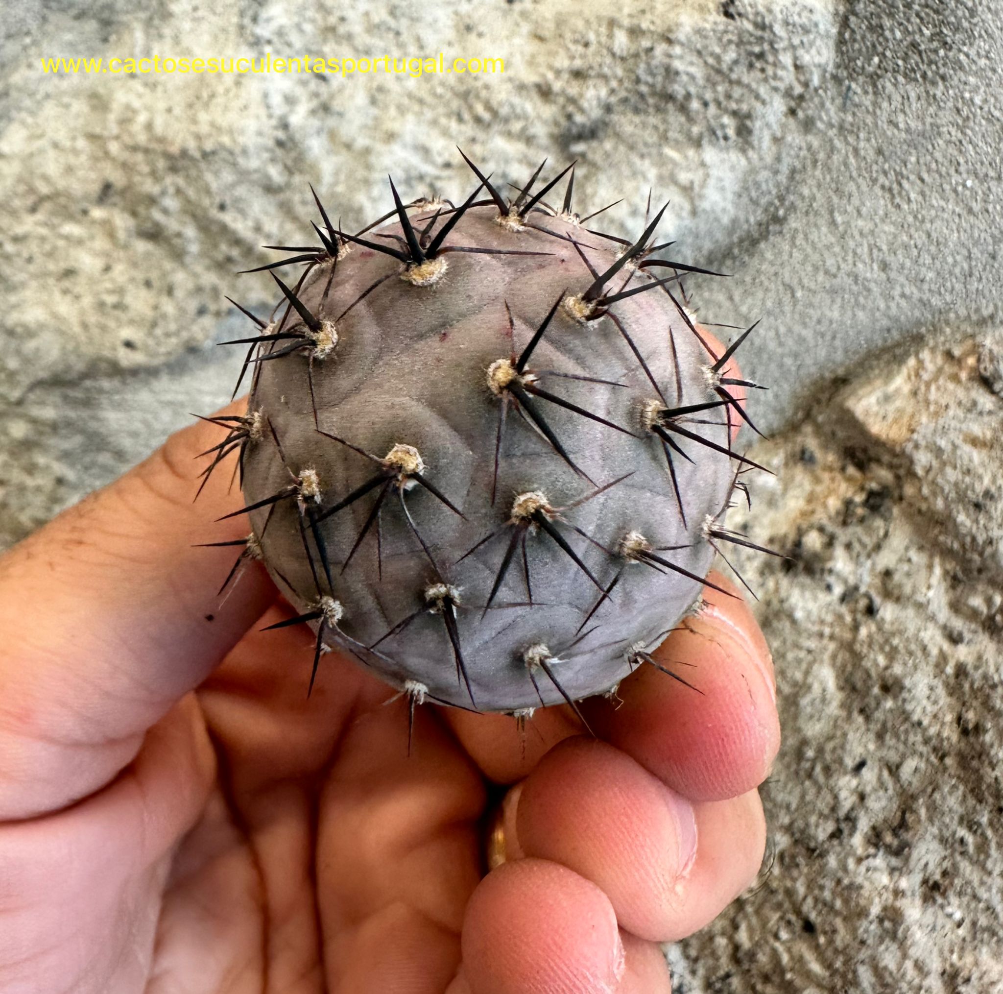 Tephrocactus geometricus "Pink"