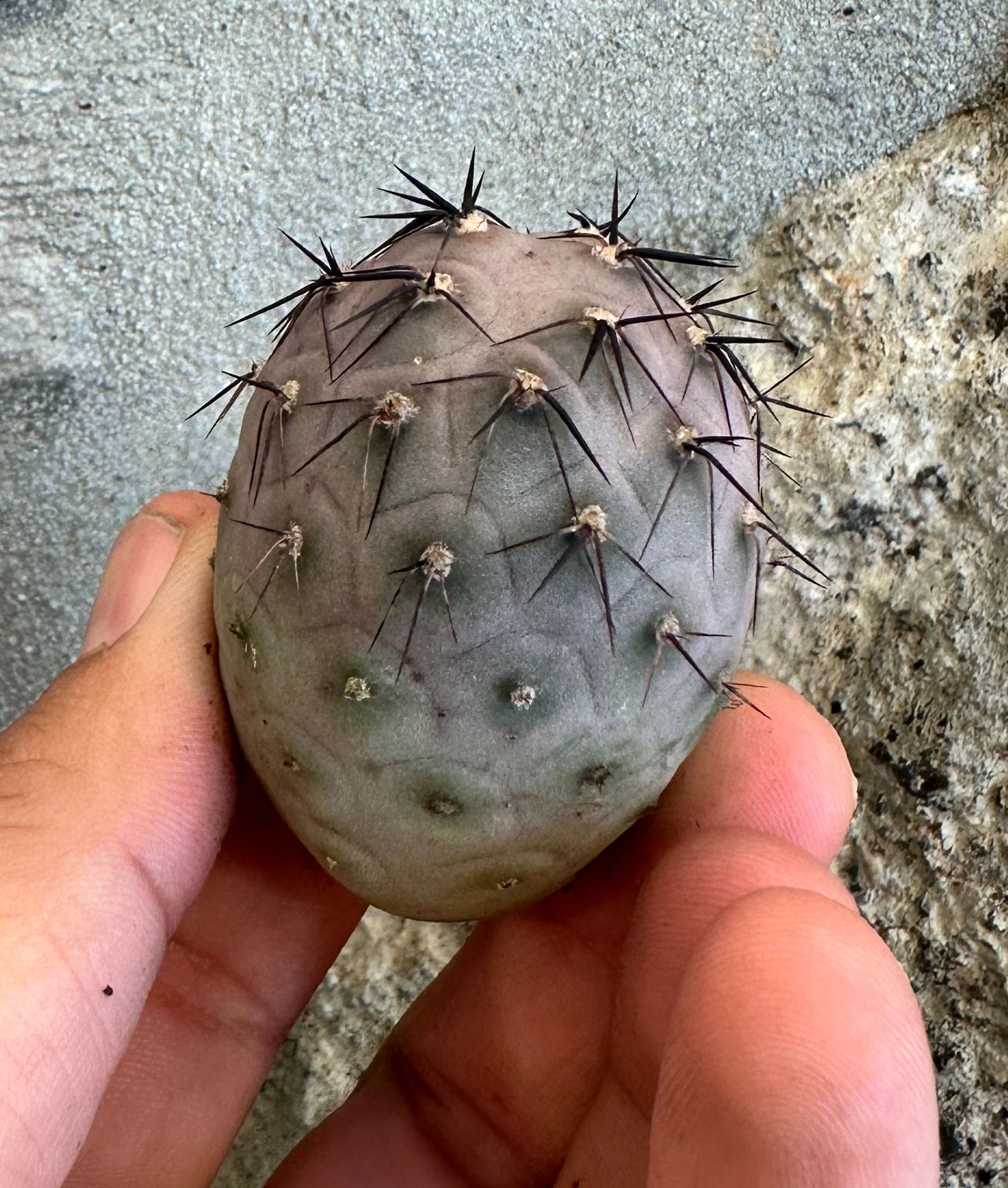 Tephrocactus geometricus "Pink"