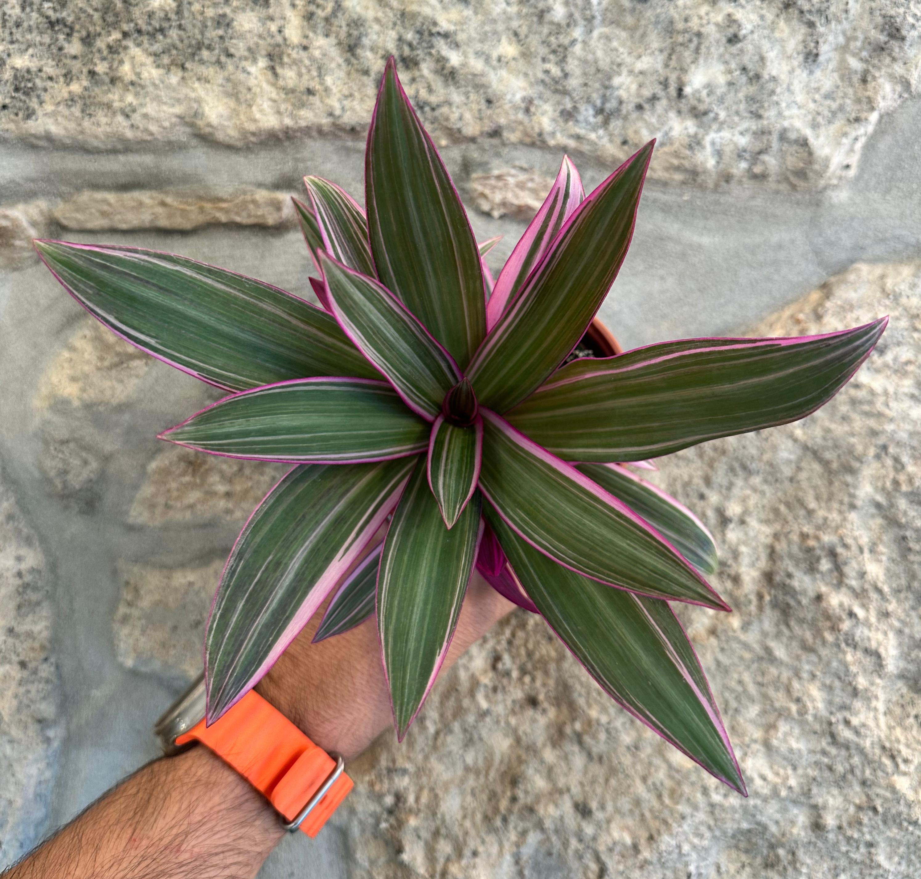 Tradescantia spathacea "Tricolor" - ("Moises no berço")