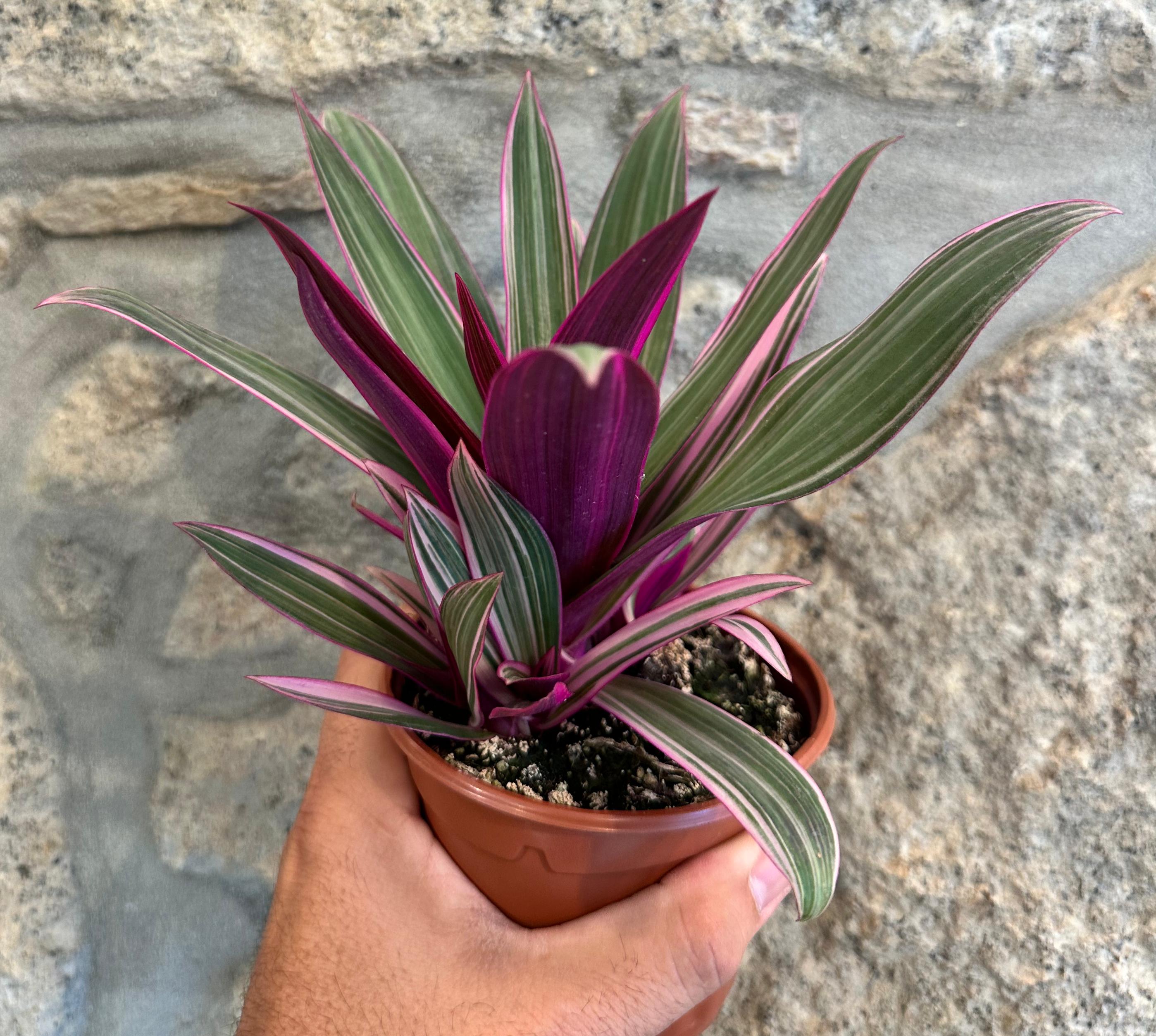 Tradescantia spathacea "Tricolor" - ("Moises no berço")