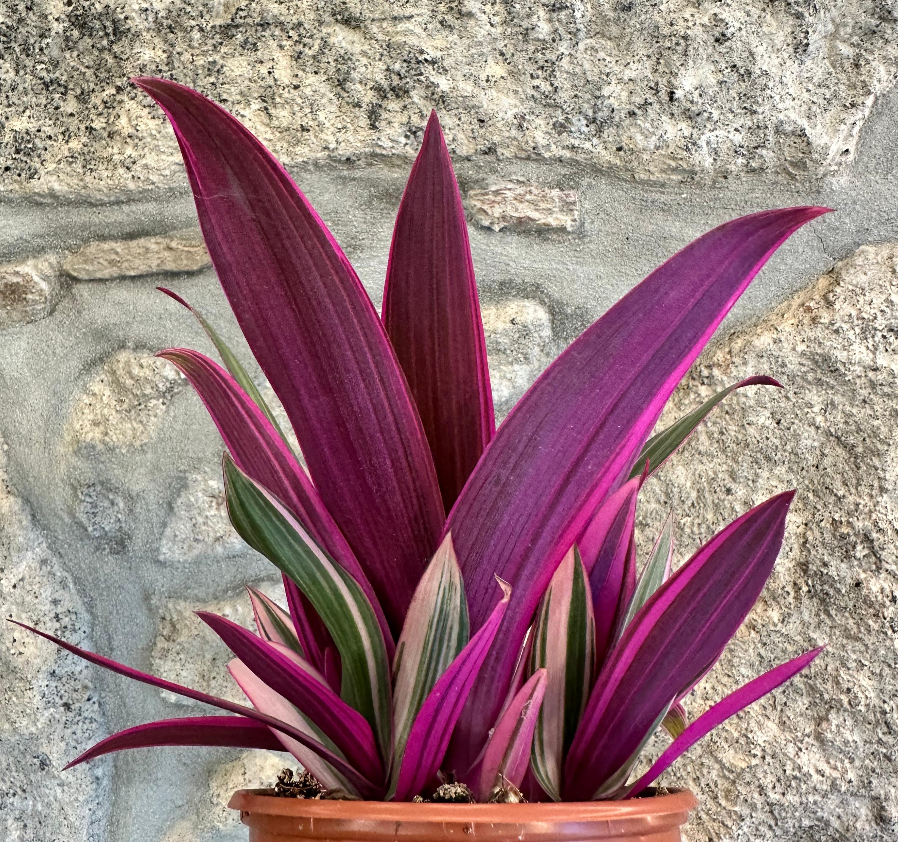 Tradescantia spathacea "Tricolor" - ("Moises no berço")
