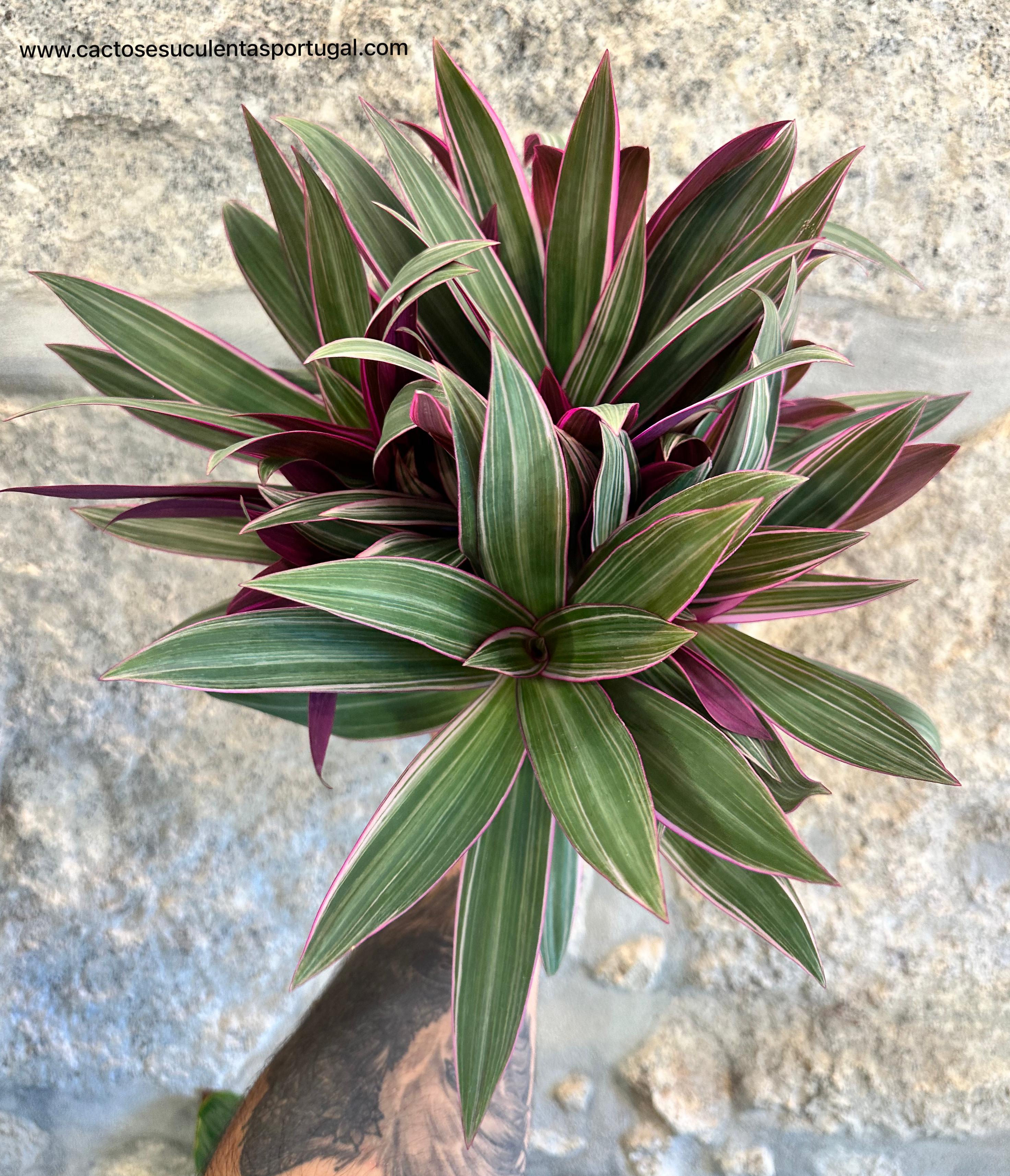 Tradescantia spathacea "Tricolor" - ("Moises no berço")