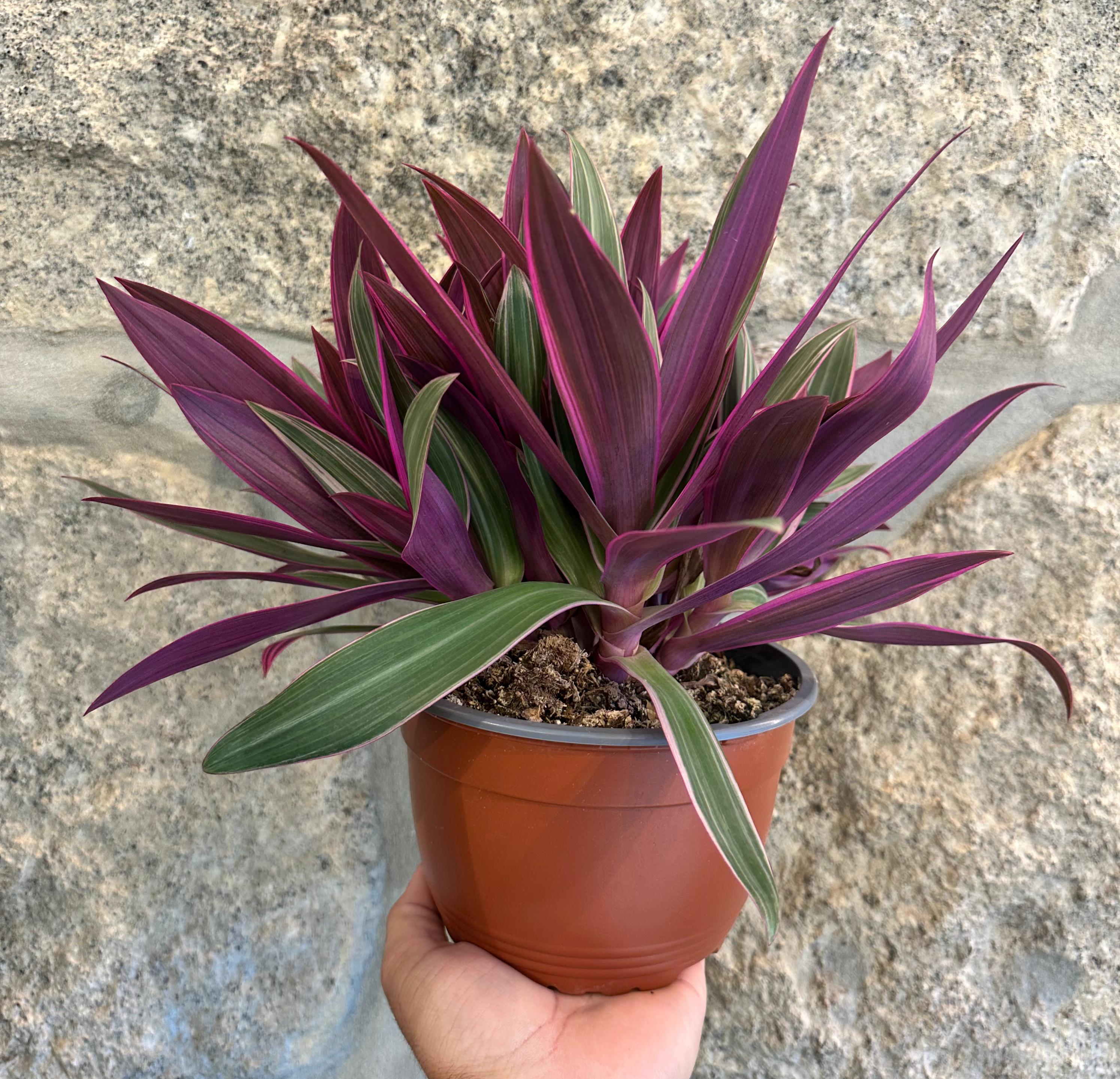 Tradescantia spathacea "Tricolor" - ("Moises no berço")