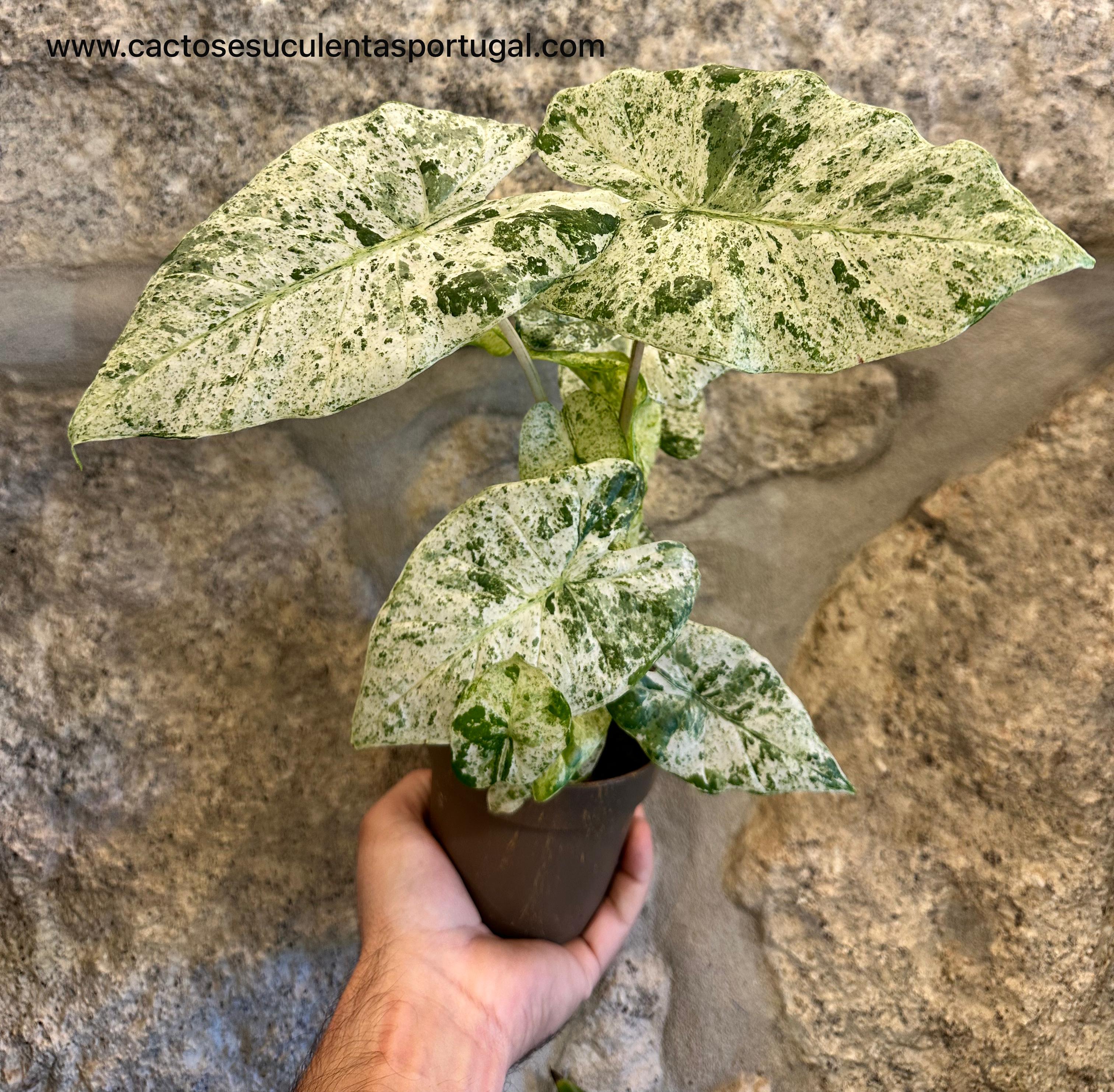Alocasia Camouflage