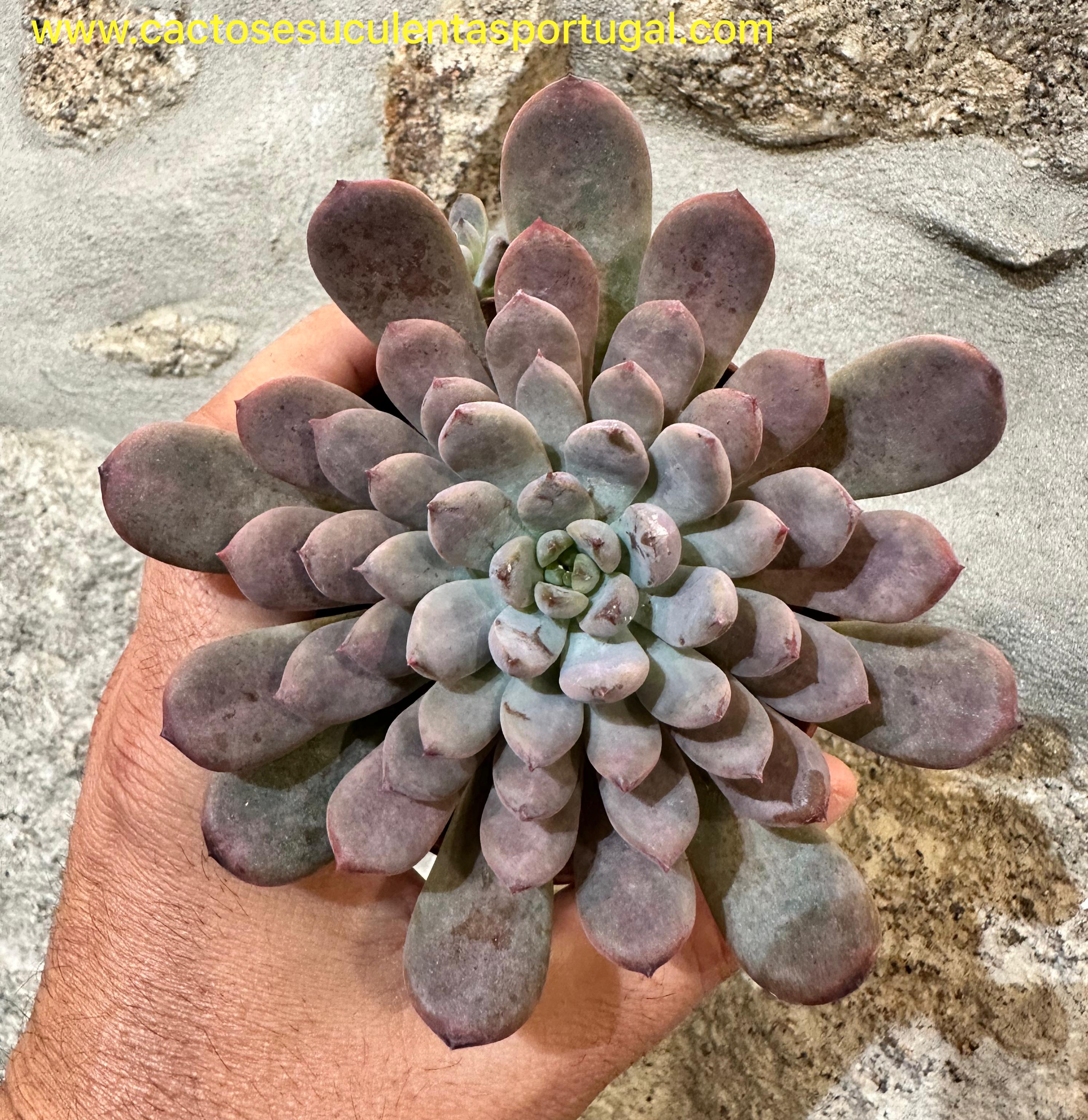 Graptoveria Black Raccon