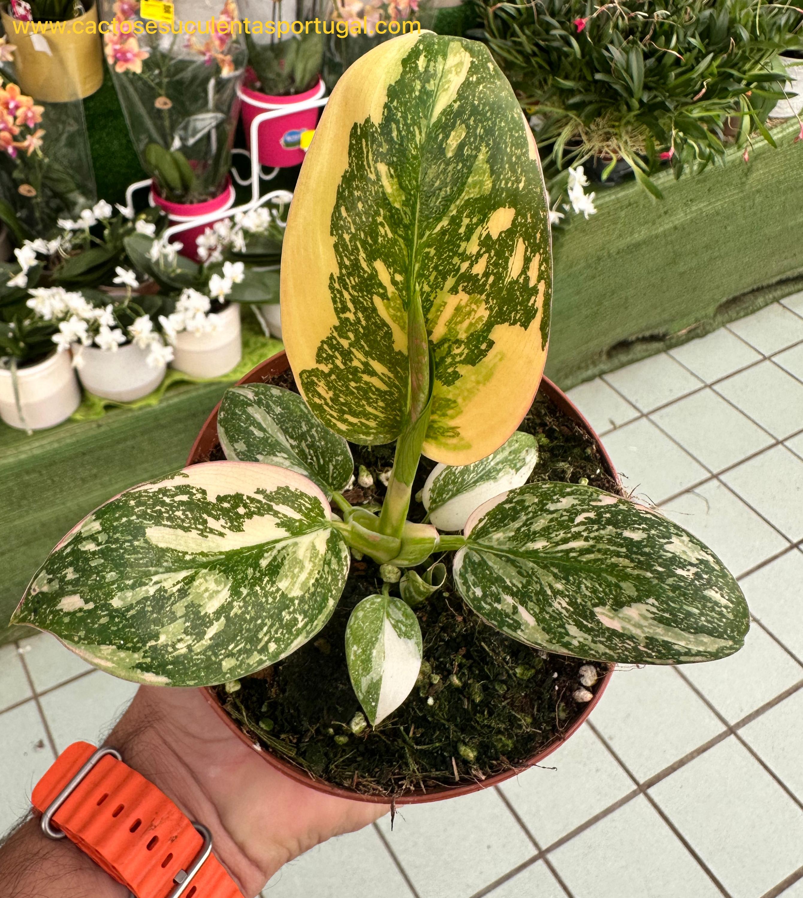 Philodendro congo variegata