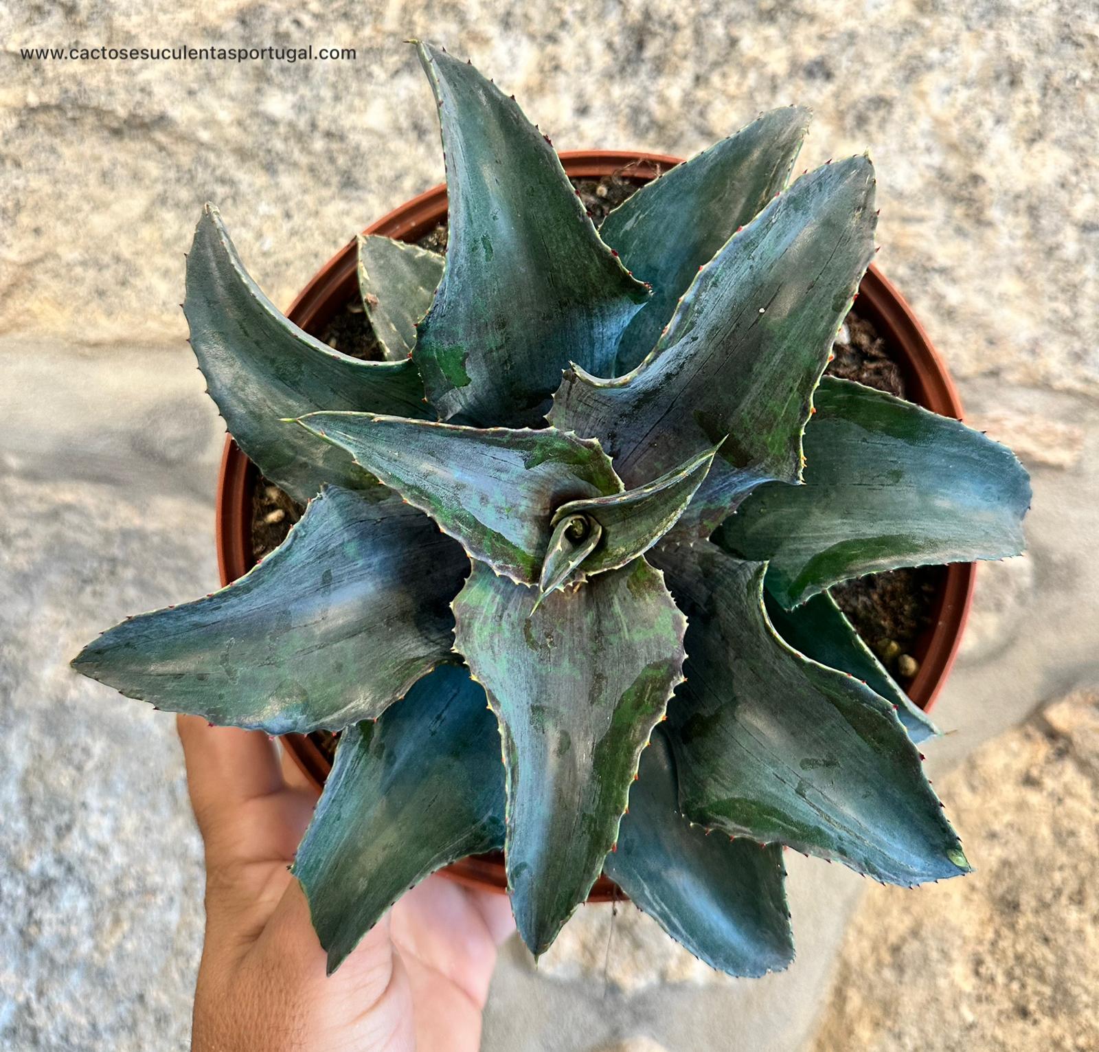 Agave Montana