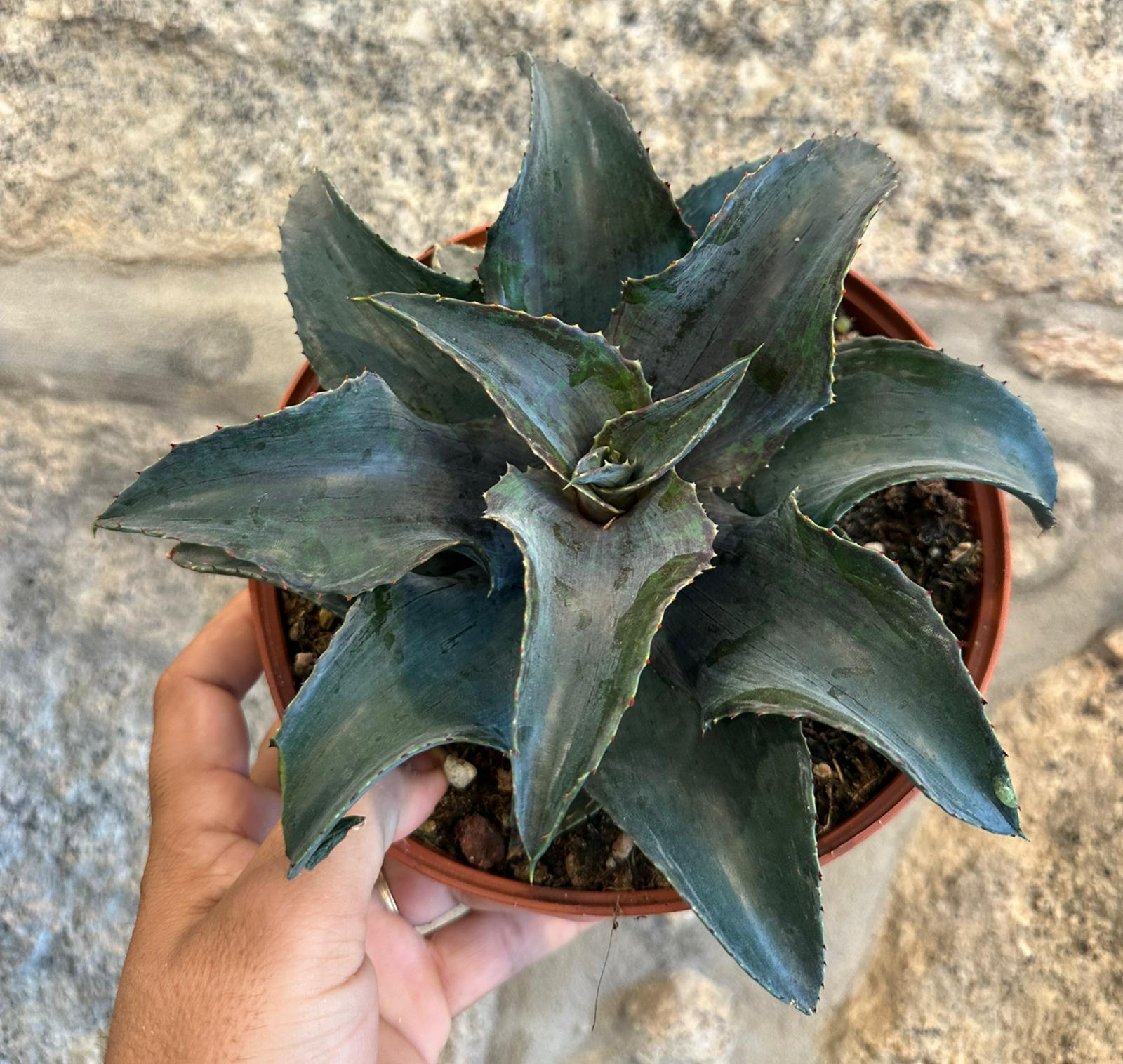 Agave Montana