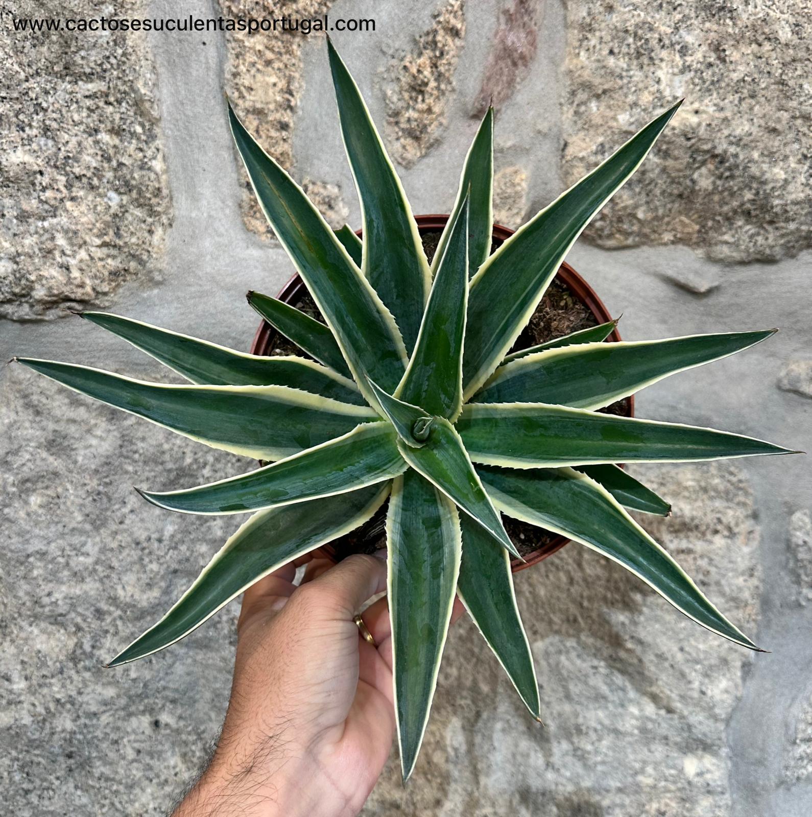 Agave "Navajo Princess"