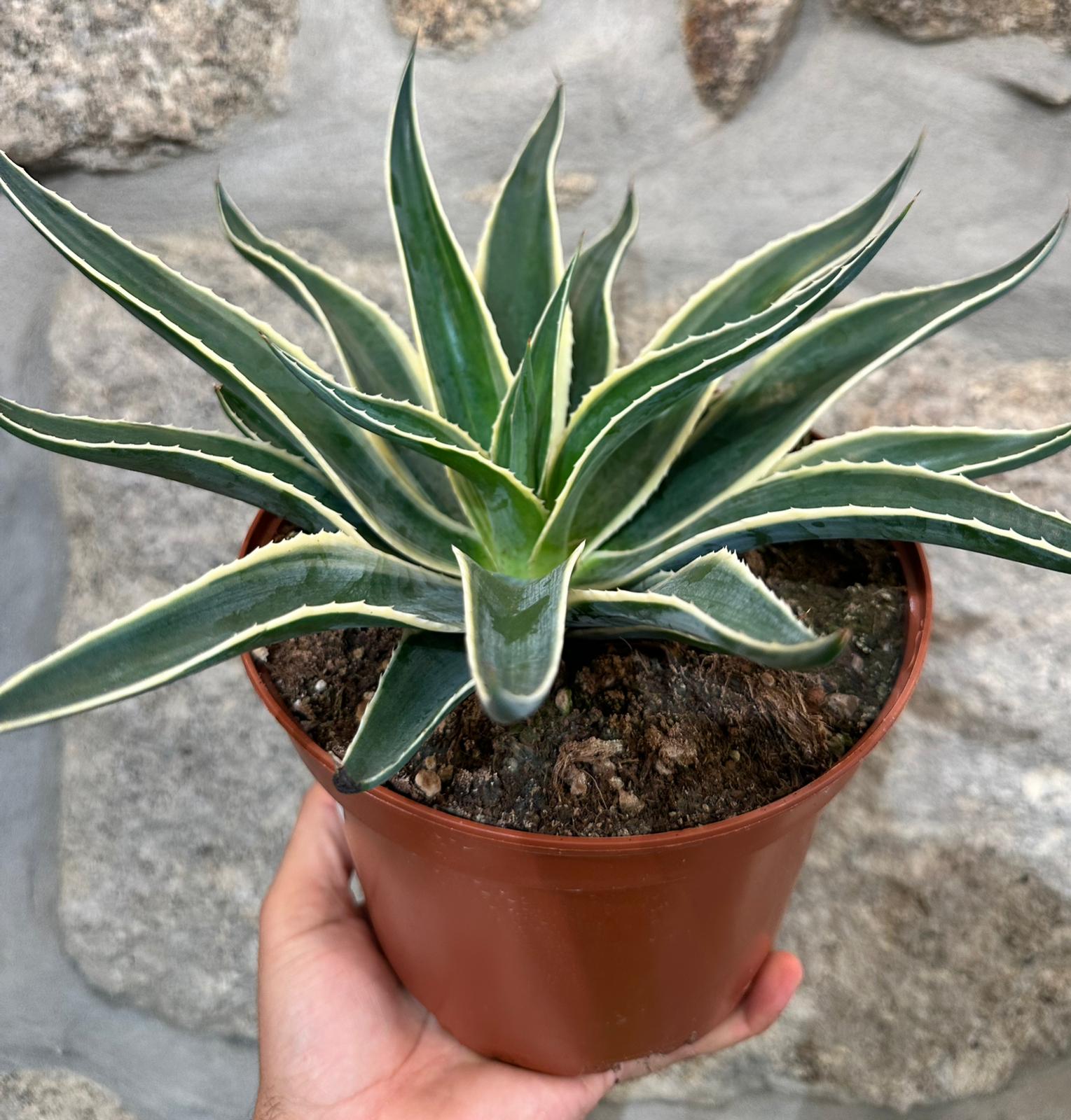 Agave "Navajo Princess"