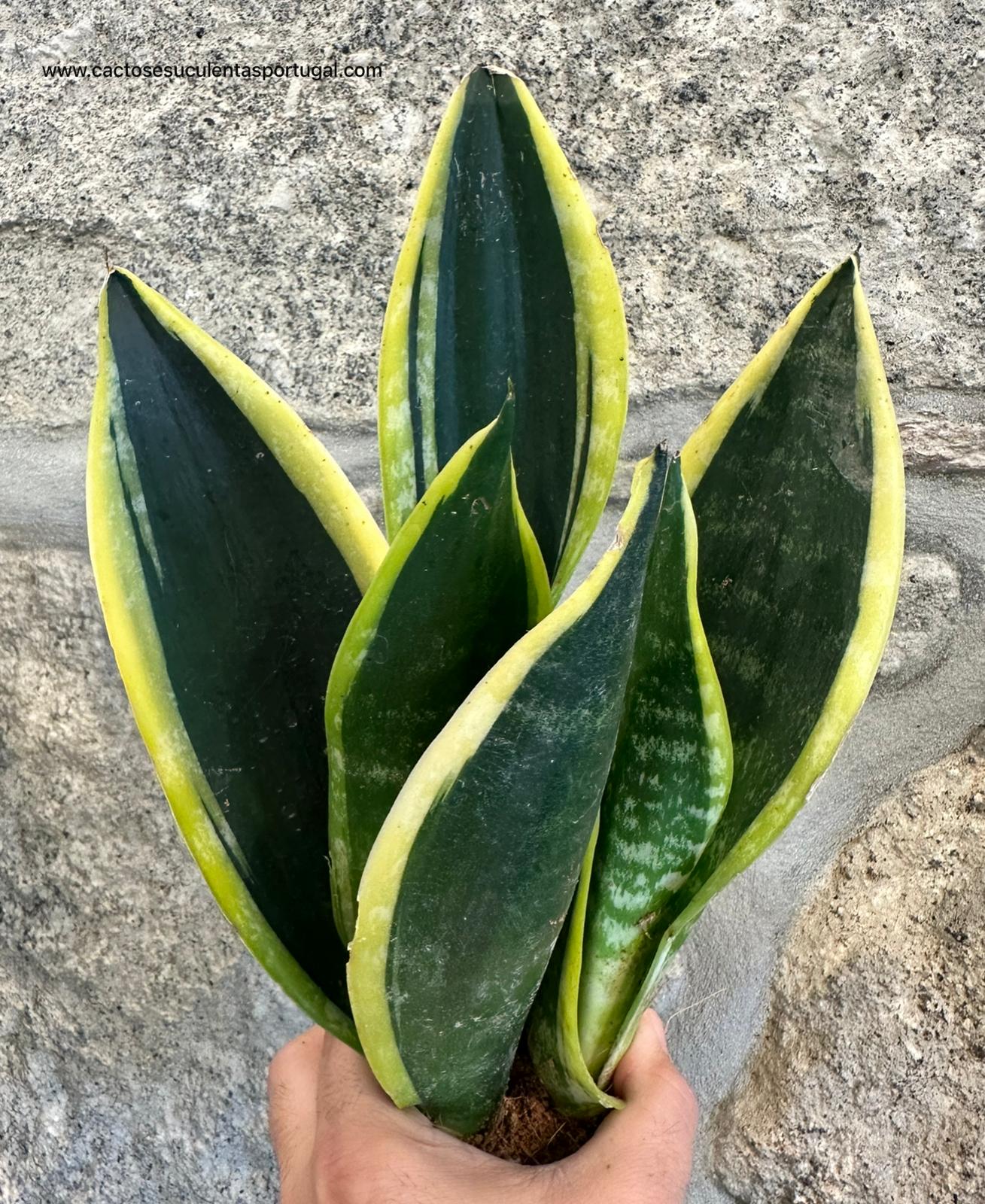 Sansevieria Boncellensis