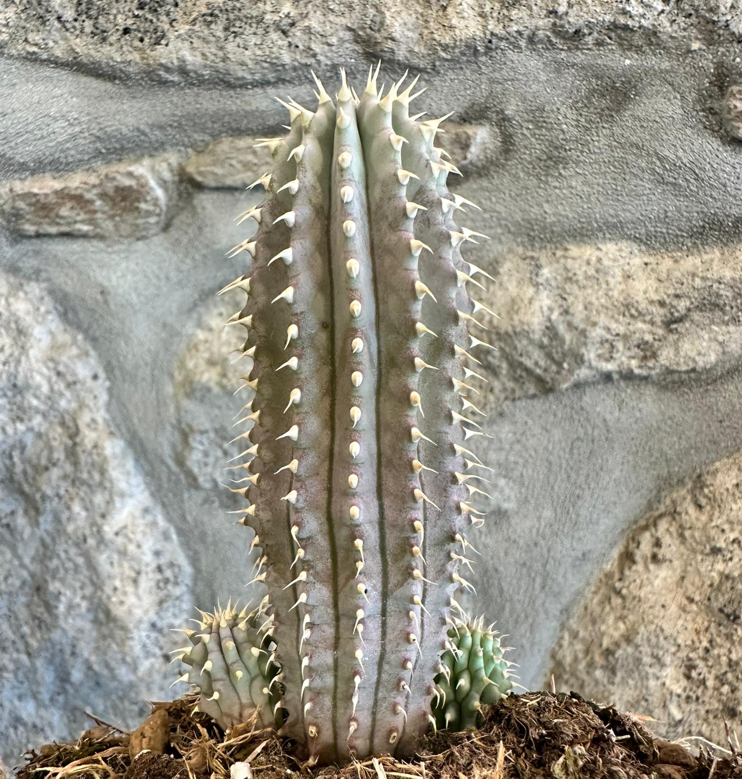 Hoodia gordonii