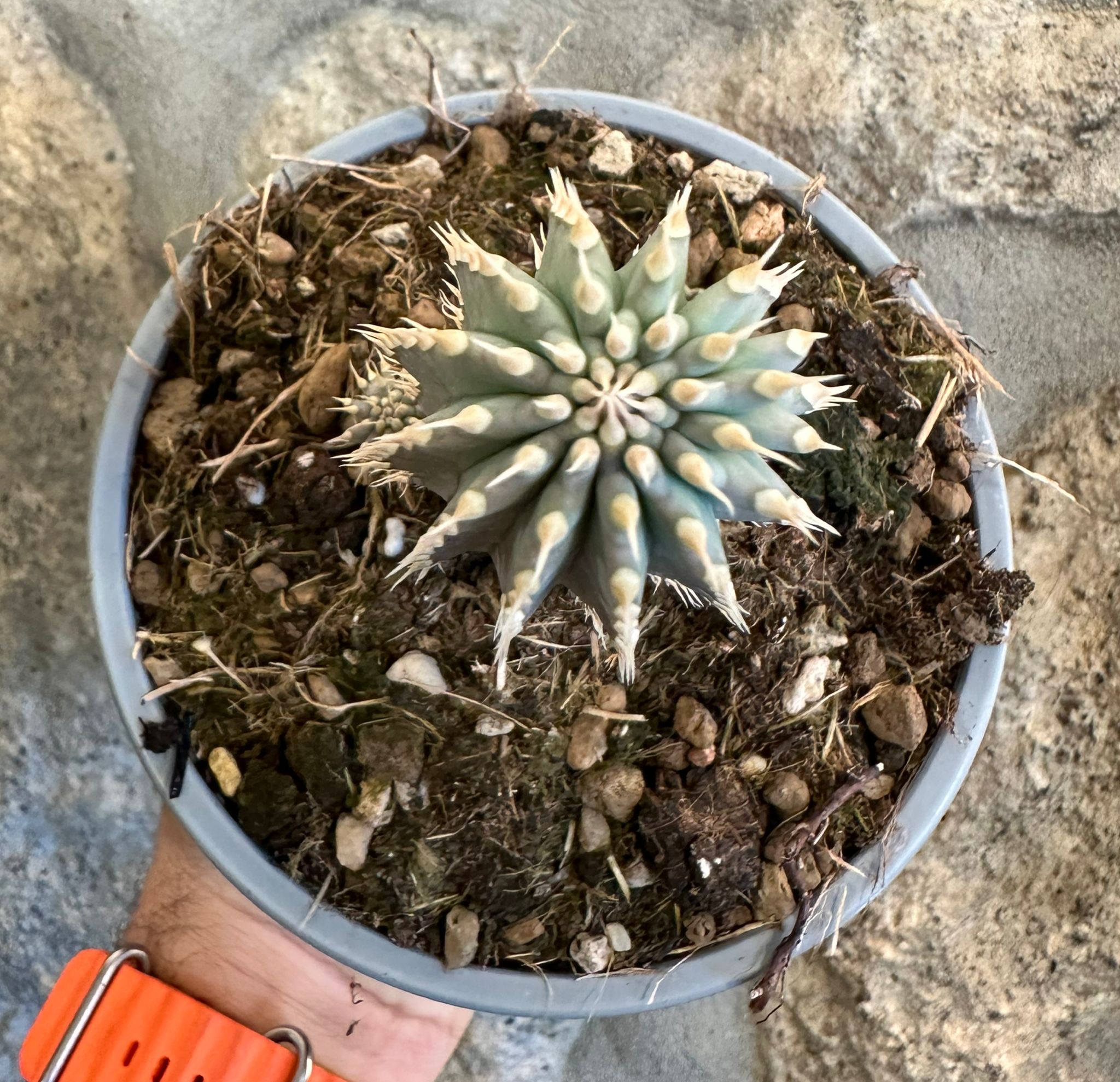 Hoodia gordonii