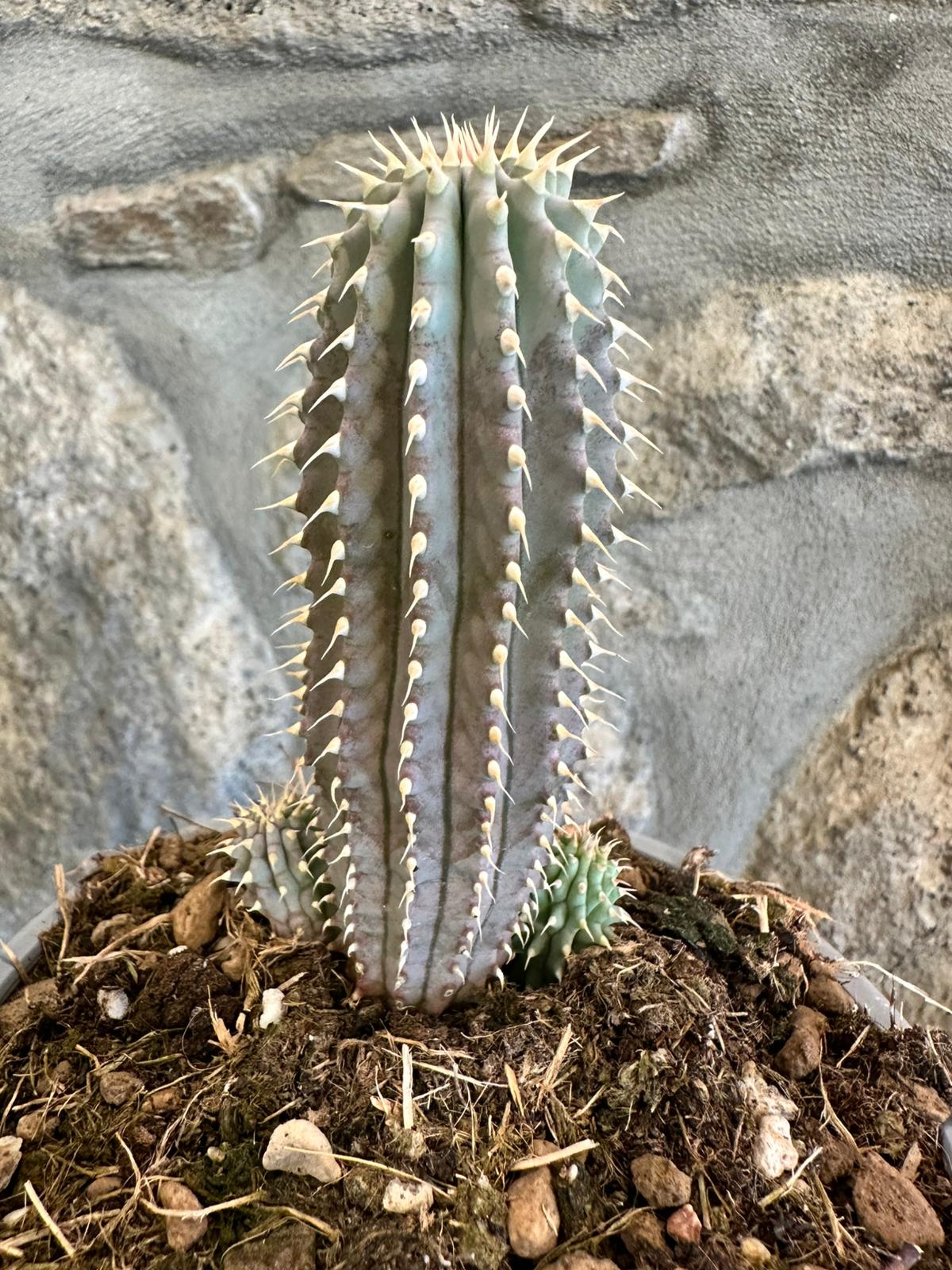 Hoodia gordonii