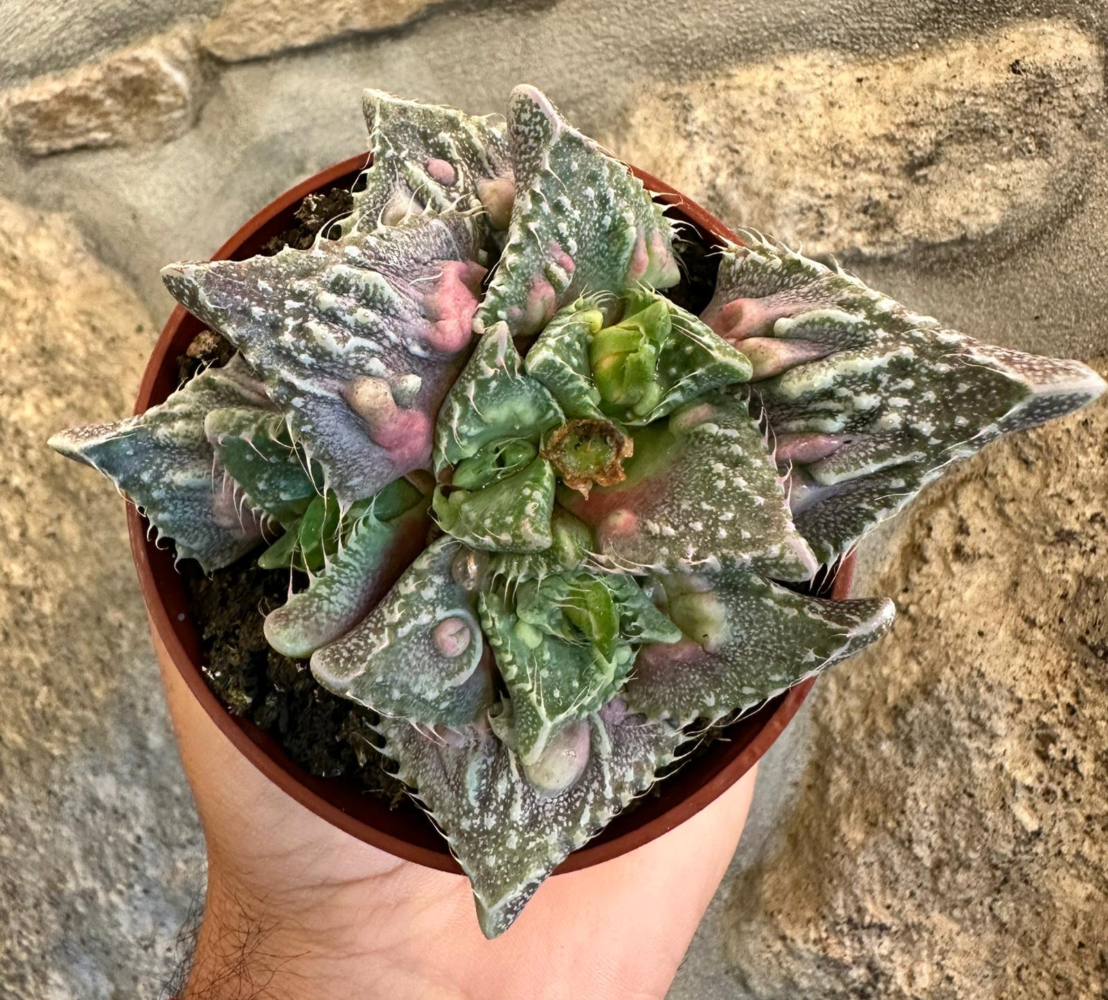 Faucaria Tuberculosa f. monstruosa