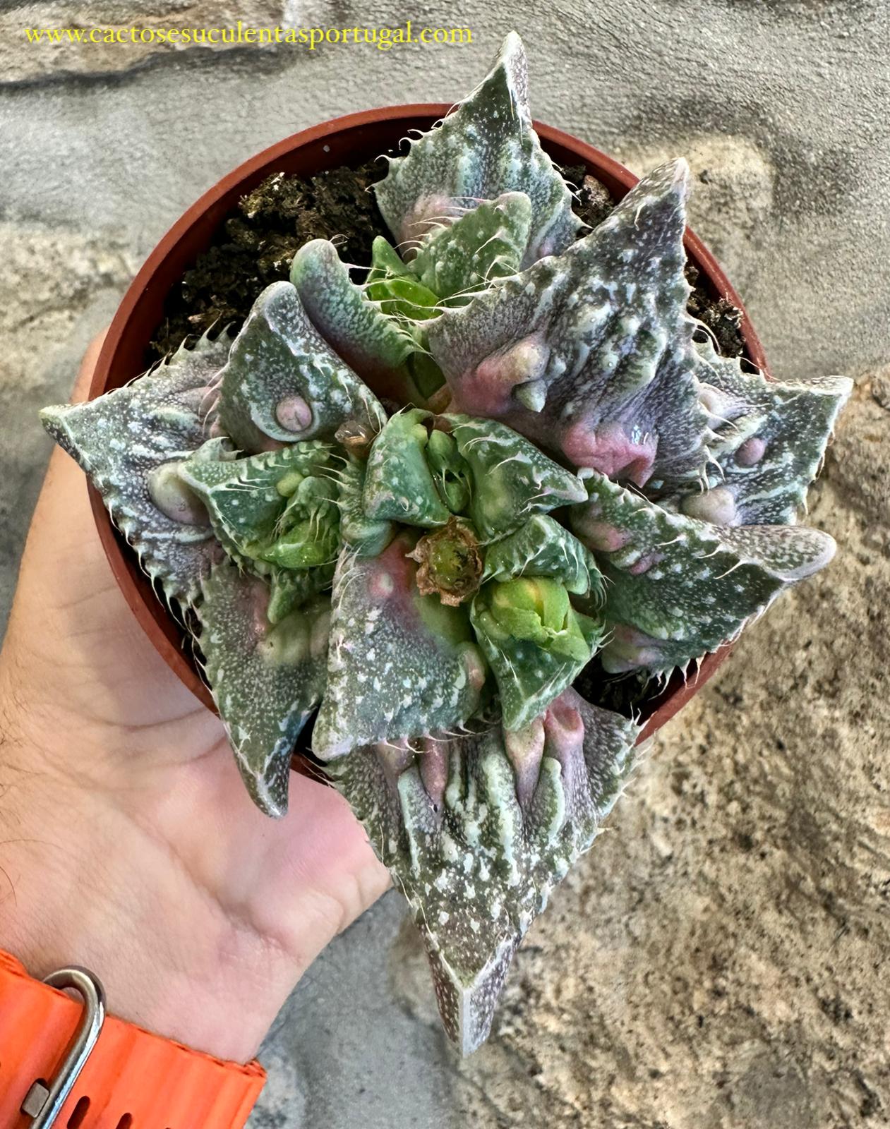 Faucaria Tuberculosa f. monstruosa