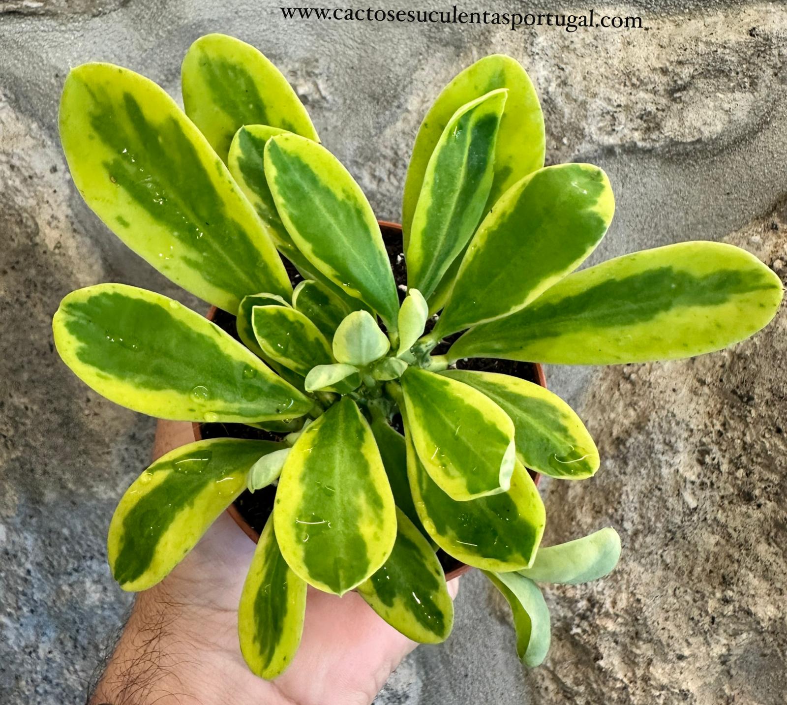 Euphorbia poissoni f. variegata