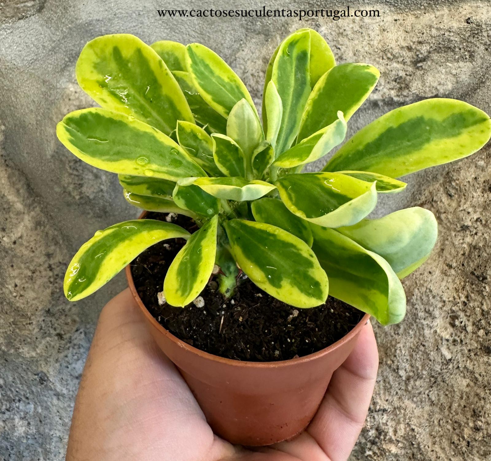 Euphorbia poissoni f. variegata