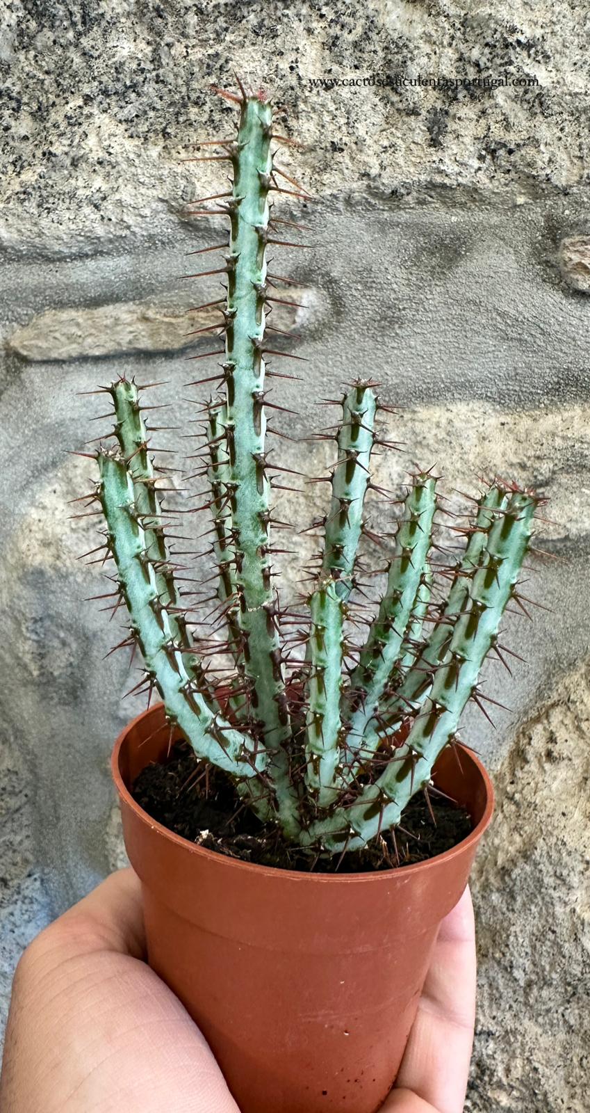 Euphorbia aeruginosa