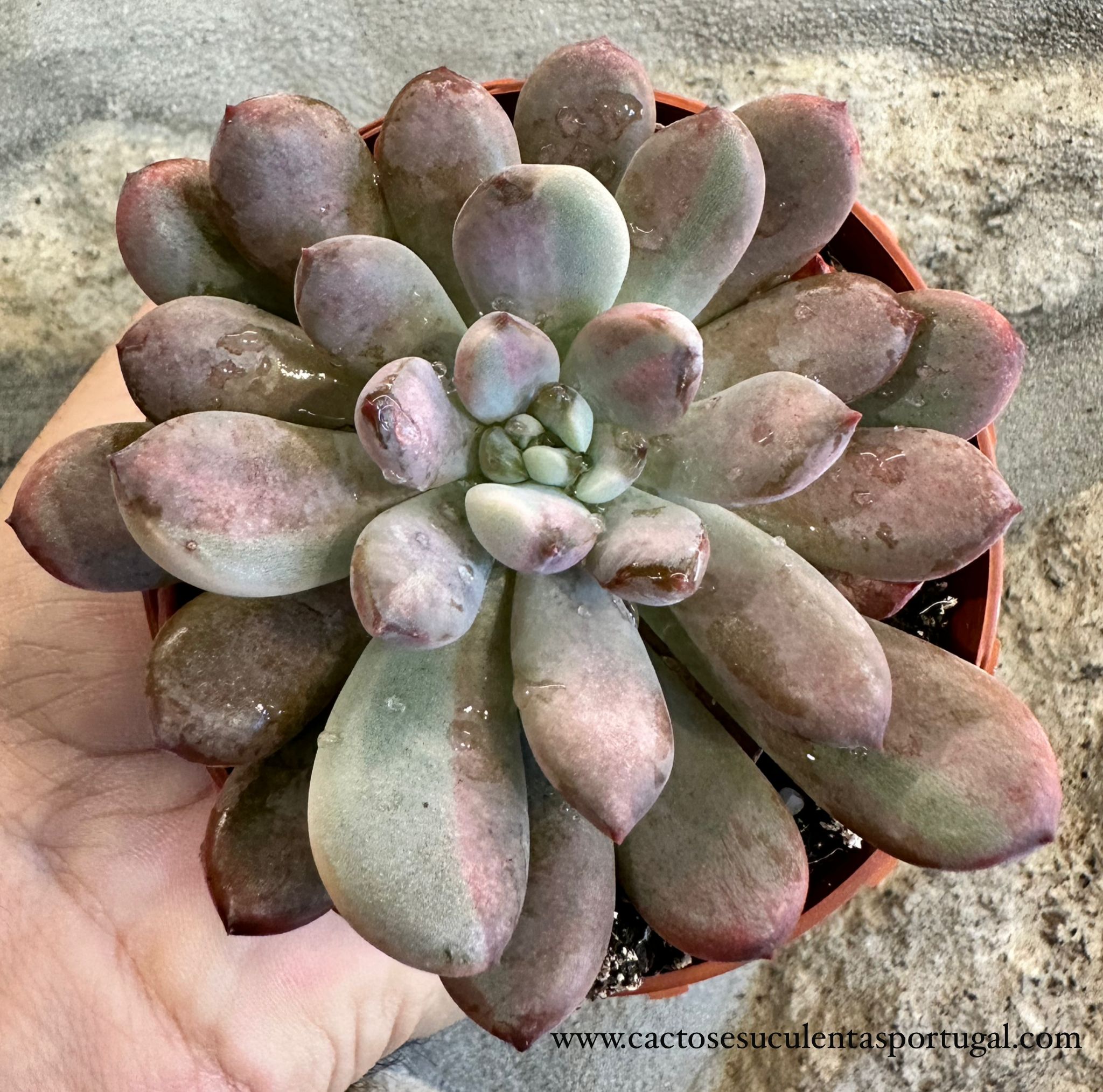 Graptoveria Black Raccoon Variegata