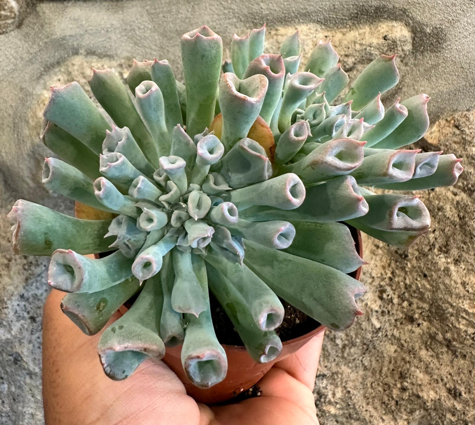 Echeveria Pig nose 