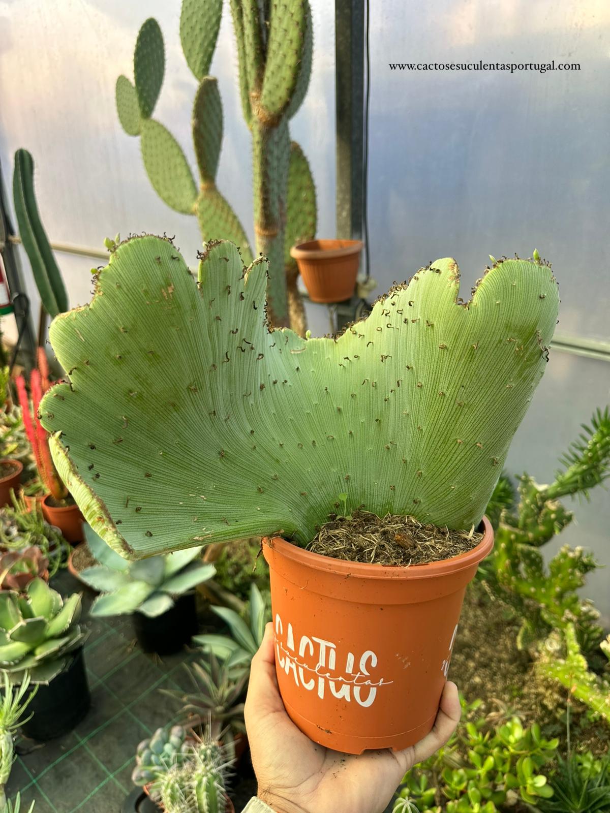 Senecio amteuphorbium f. crestata