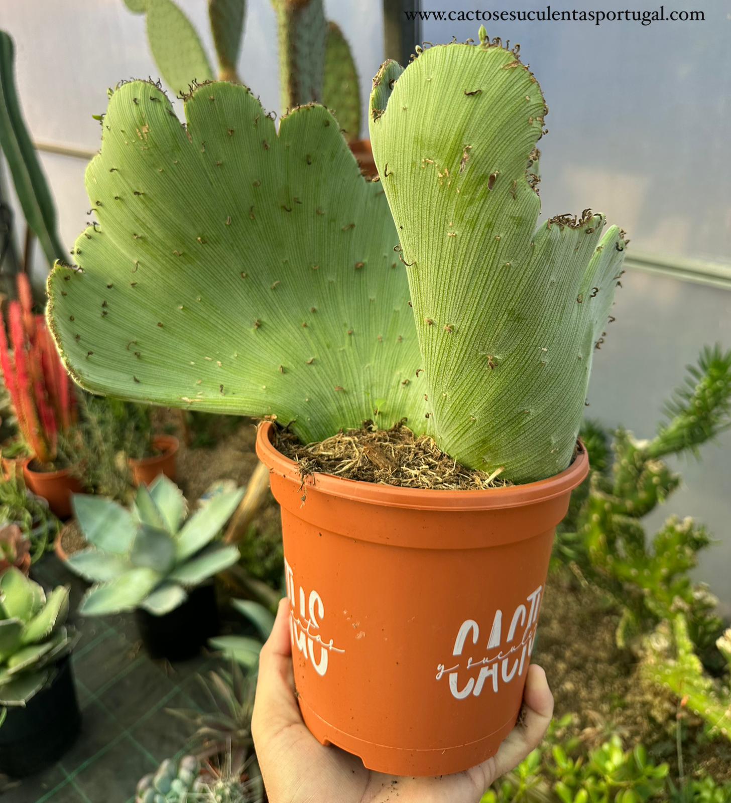 Senecio amteuphorbium f. crestata