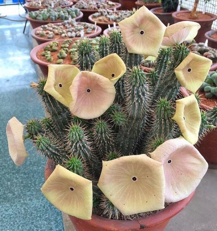 Hoodia gordonii