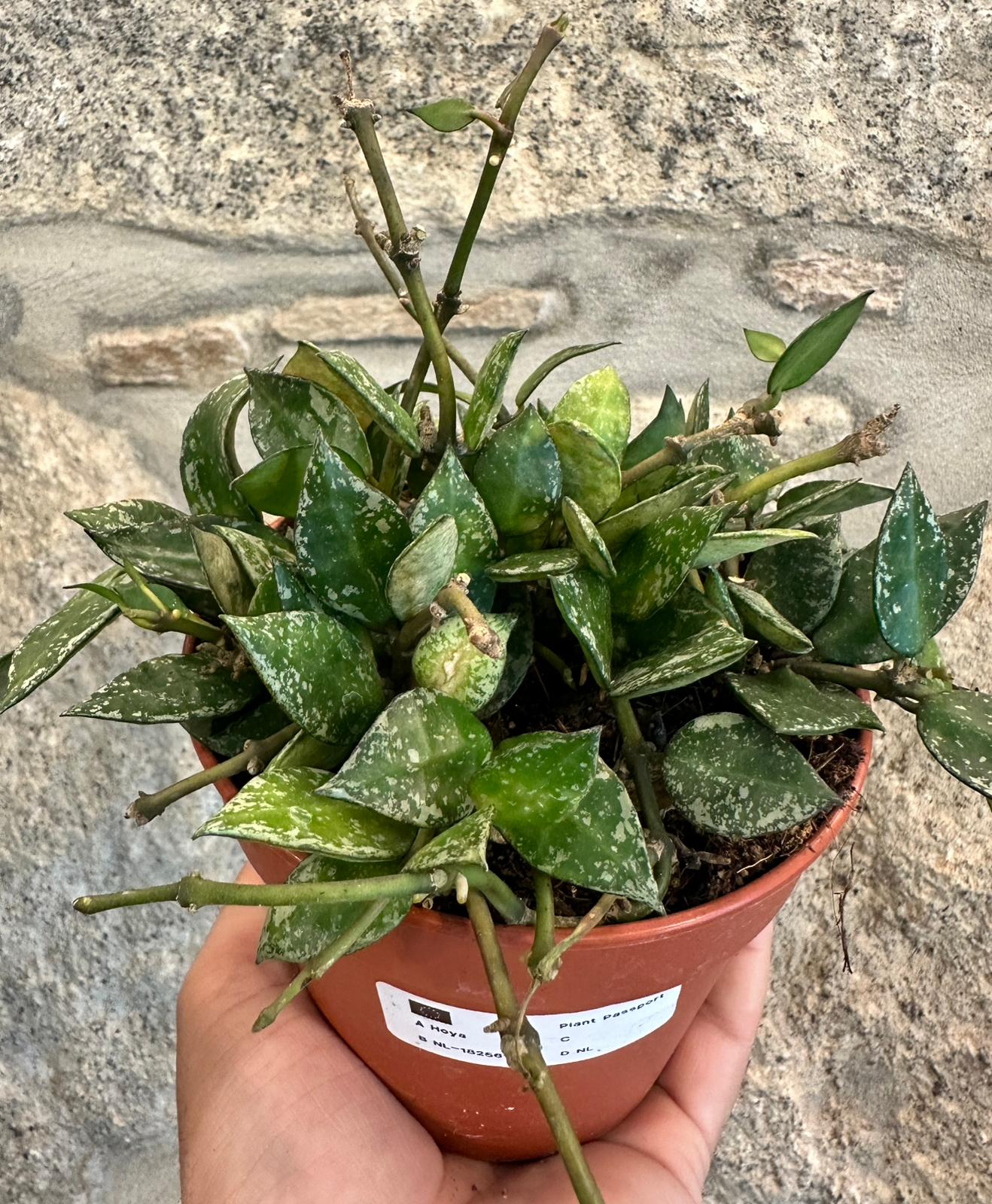 Hoya Krohniana Splahs