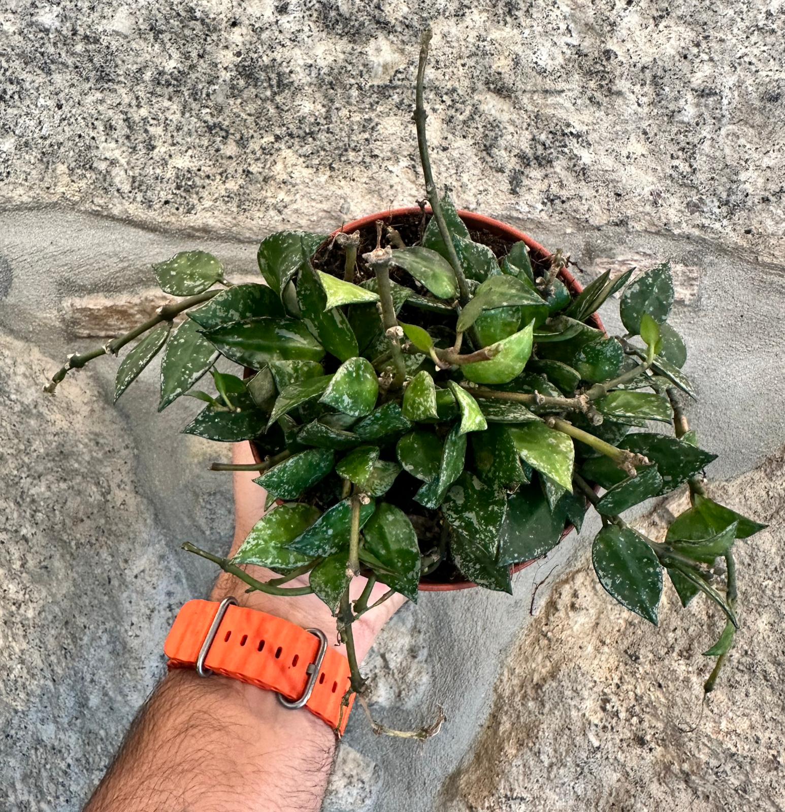 Hoya Krohniana Splahs