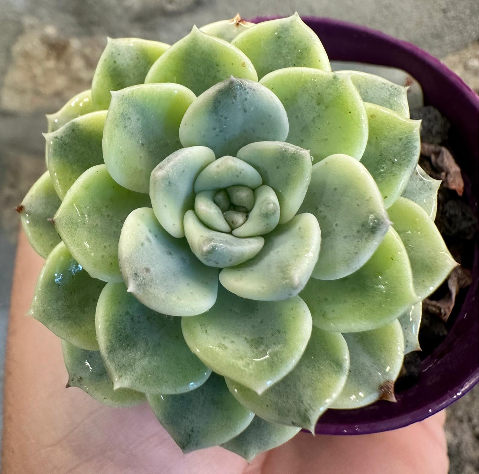 Echeveria Tinkerbell Variegata