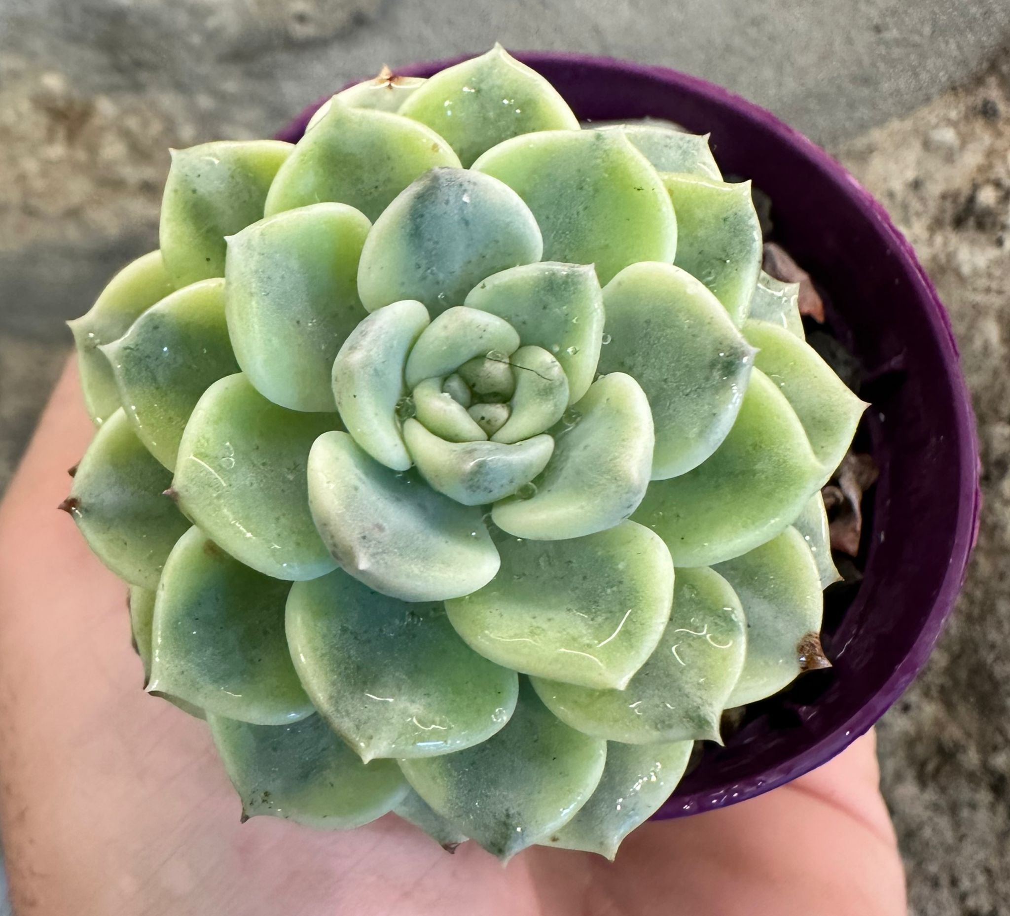 Echeveria Tinkerbell Variegata