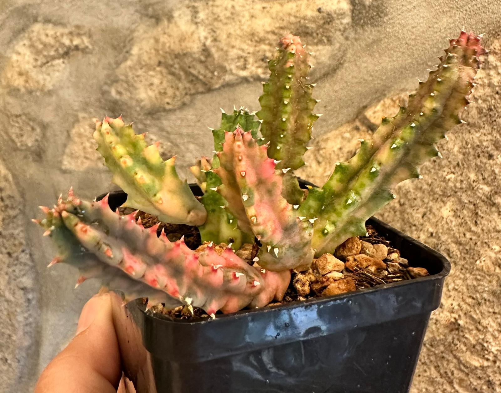Huernia Zebrina Variegata