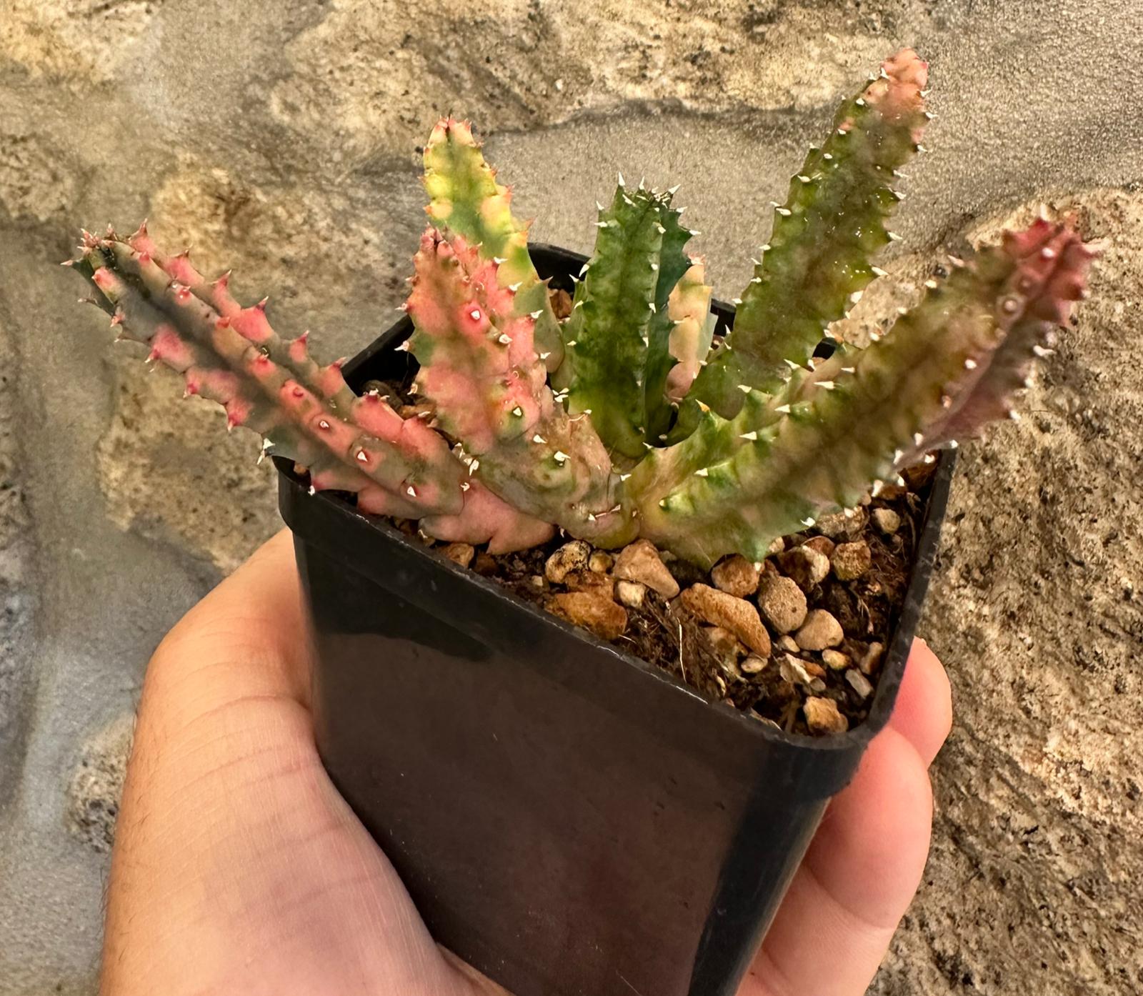 Huernia Zebrina Variegata