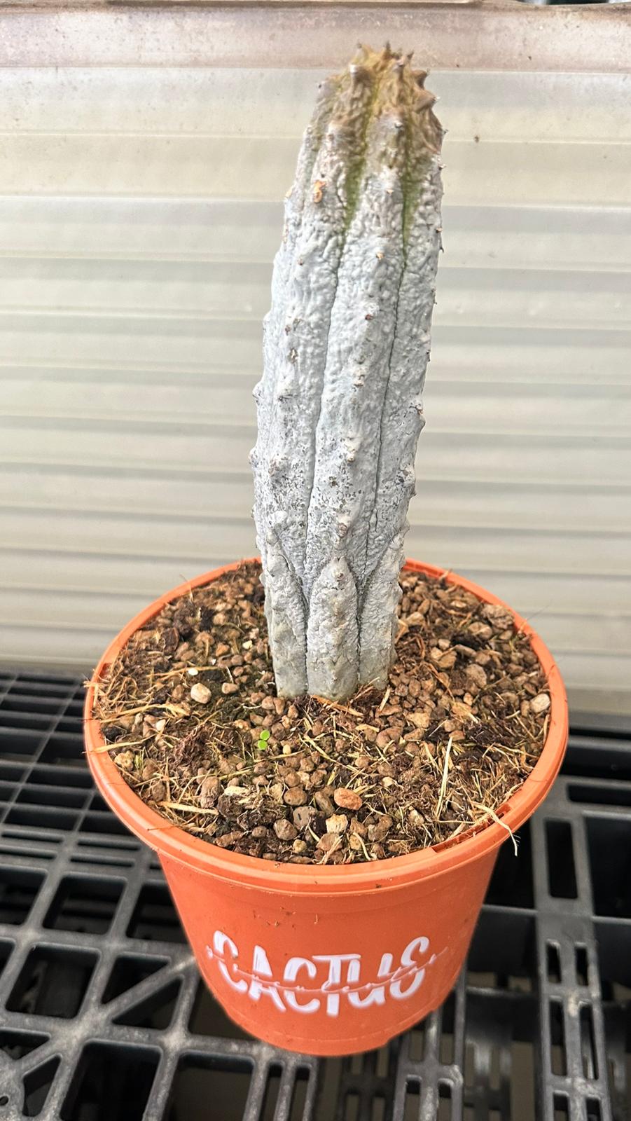 Euphorbia abdelkuri