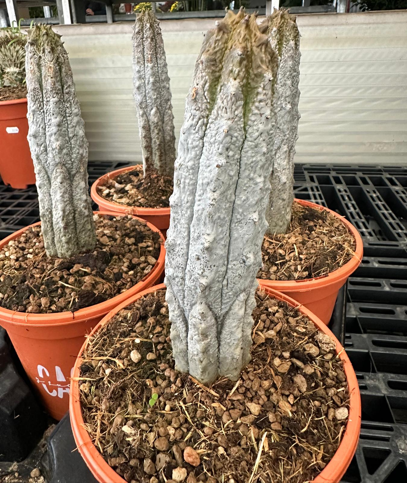 Euphorbia abdelkuri