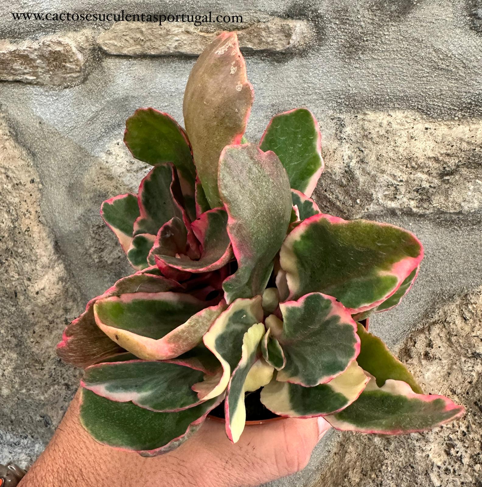 Kalanchoe Fire Rainbown 