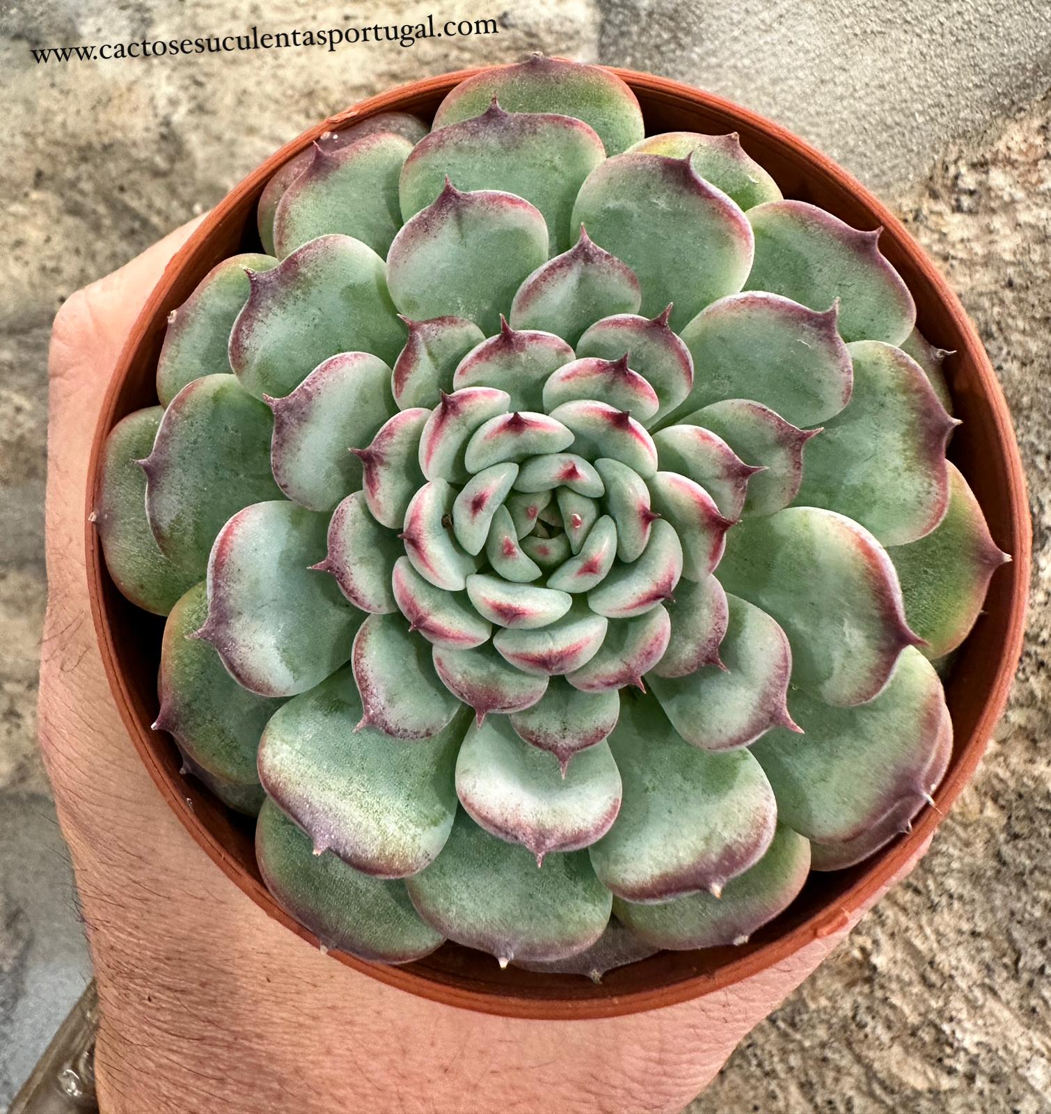 Echeveria Marcel