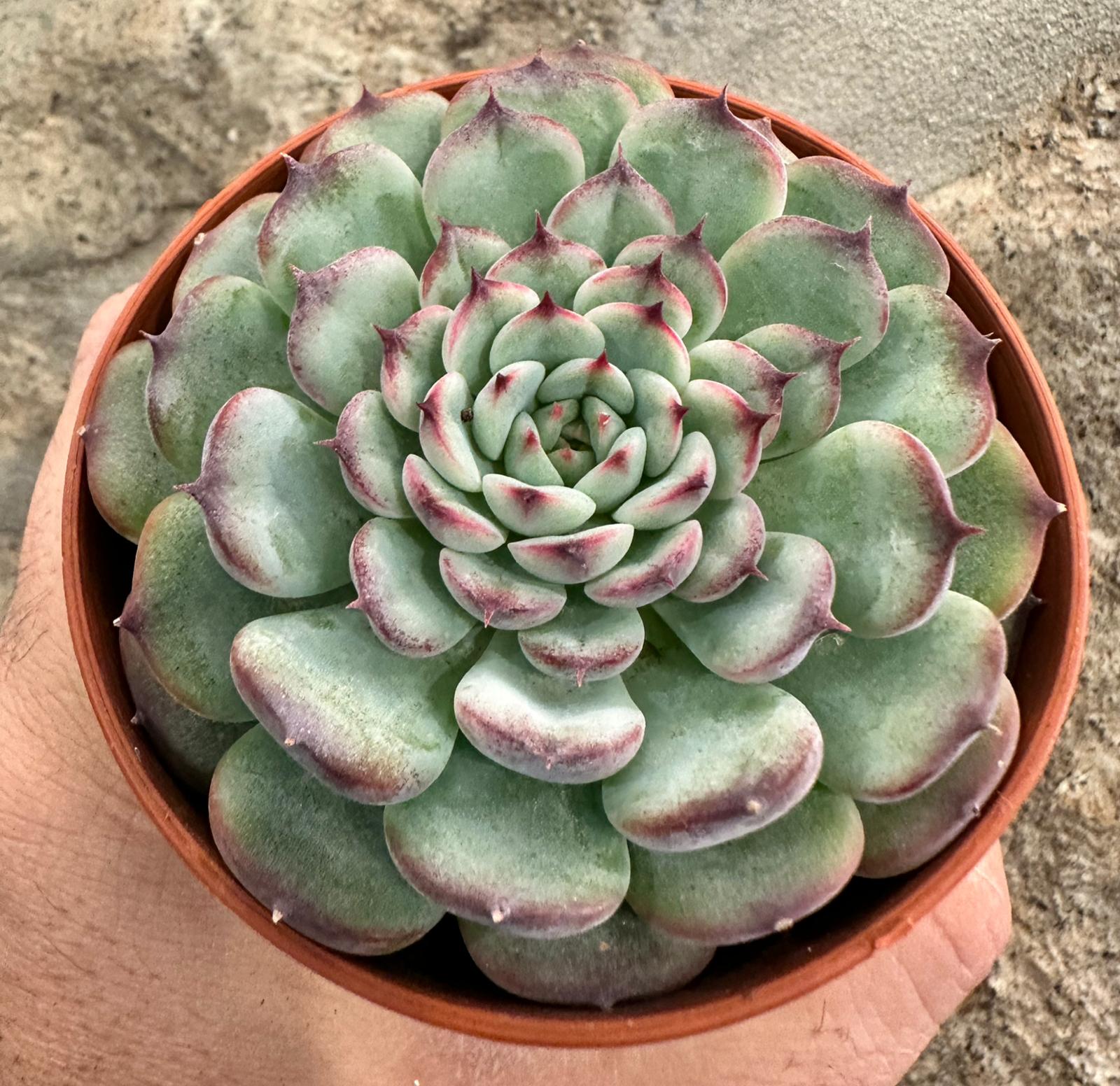 Echeveria Marcel 