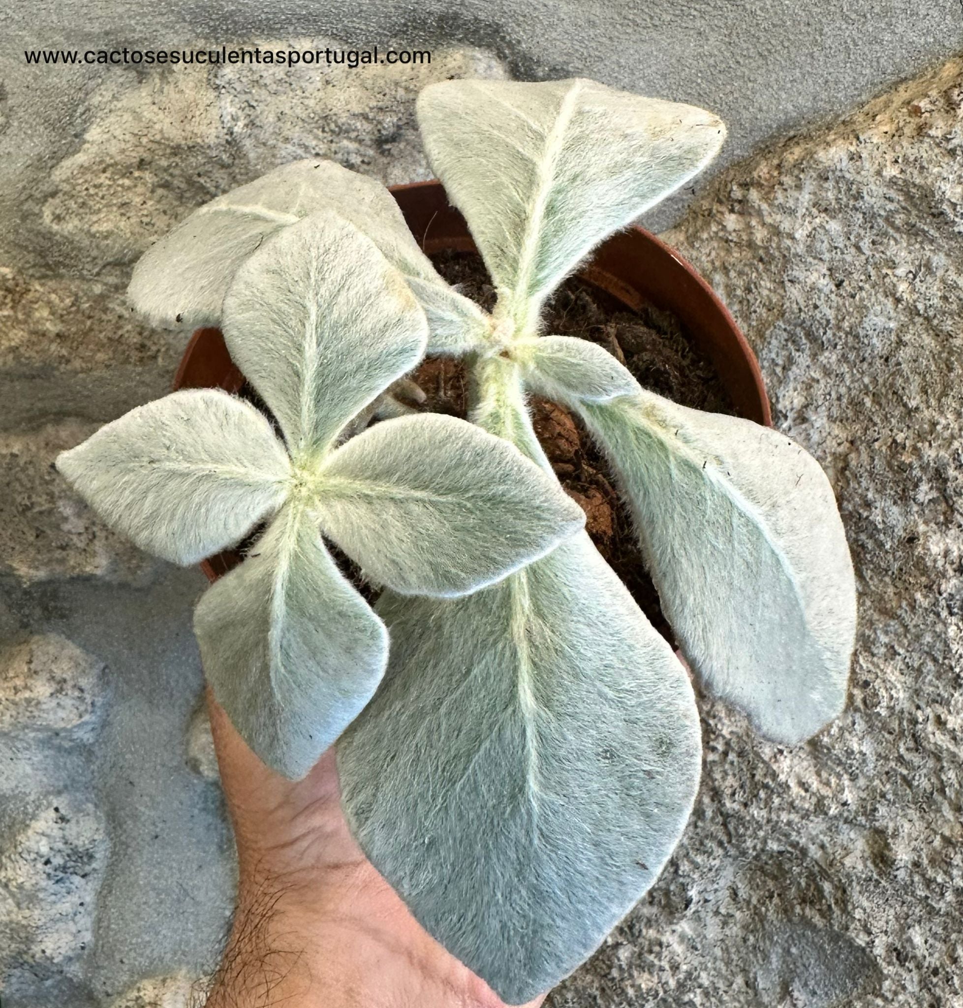 Sinningia leucotricha