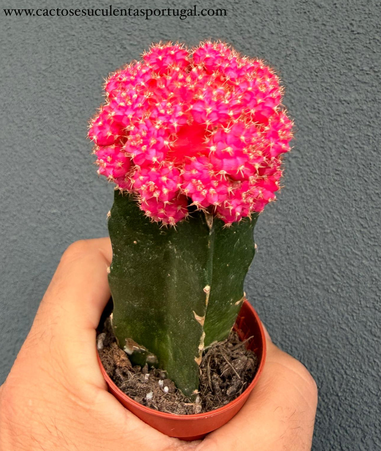 Gymnocalycium mihanovichii, pink enxertado
