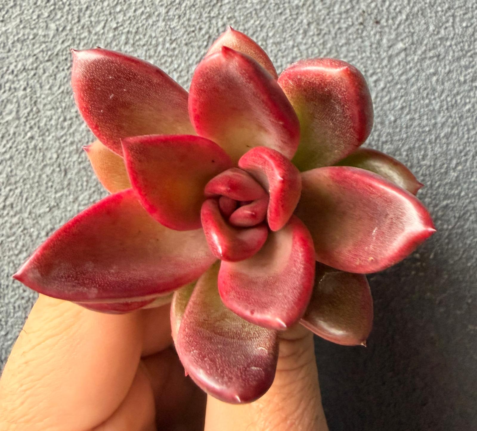 Echeveria Profusion Rose