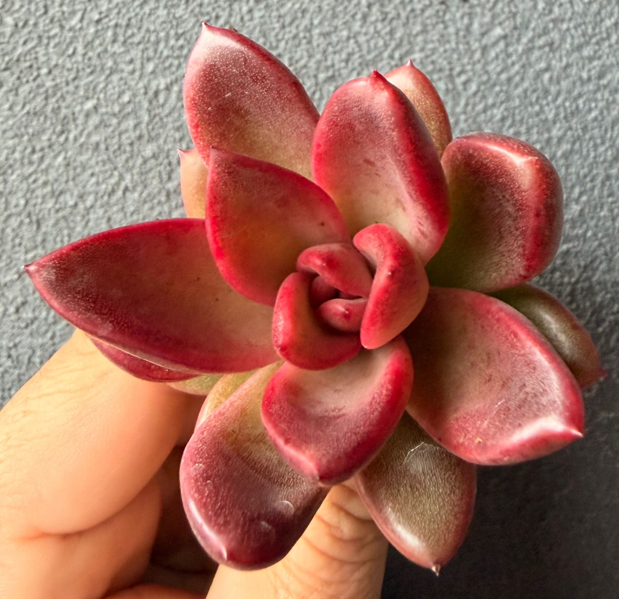 Echeveria Profusion Rose