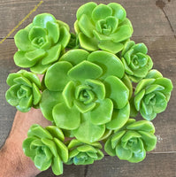 Aeonium Lily Pad